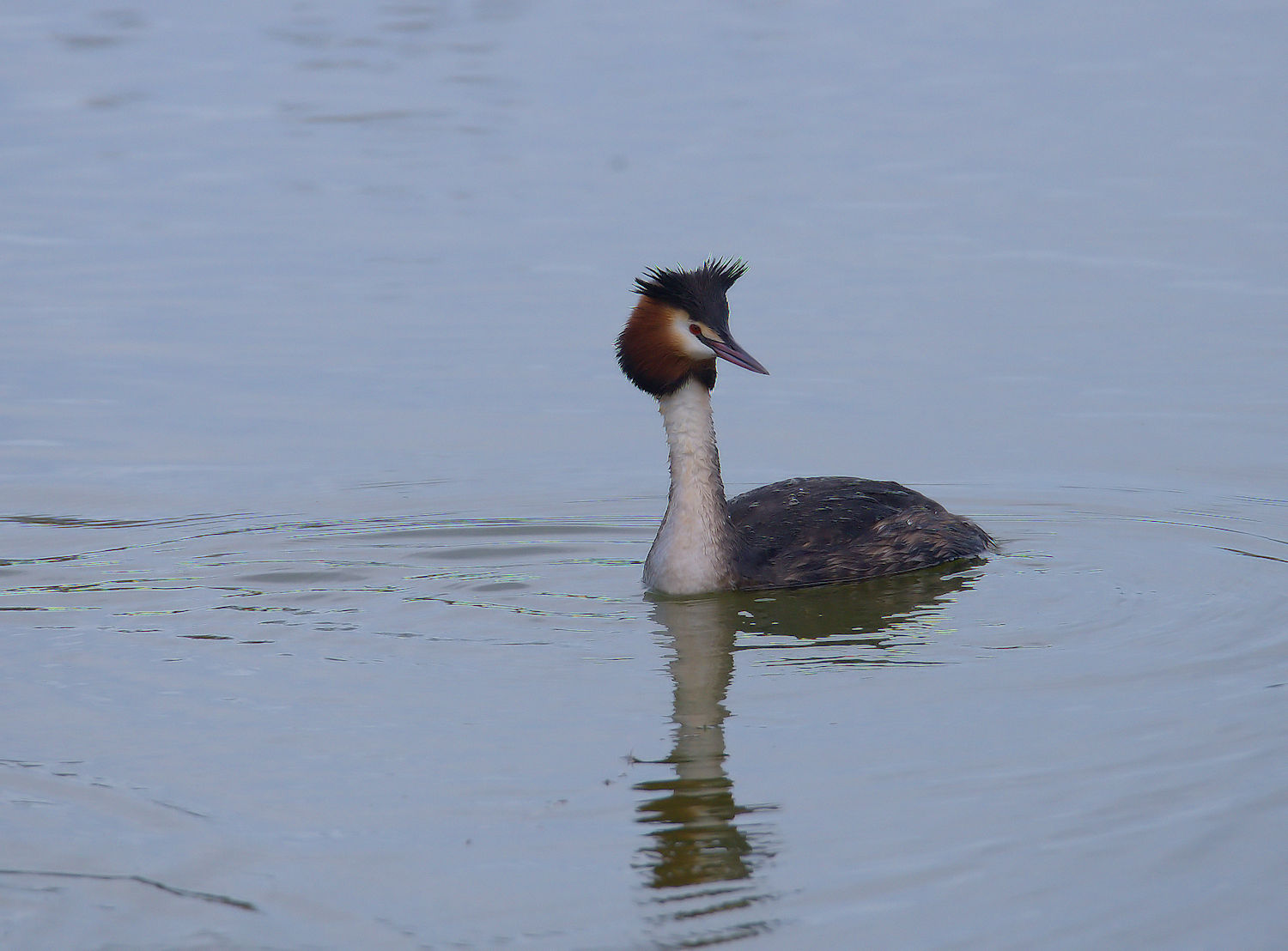 Great Crested Grebe