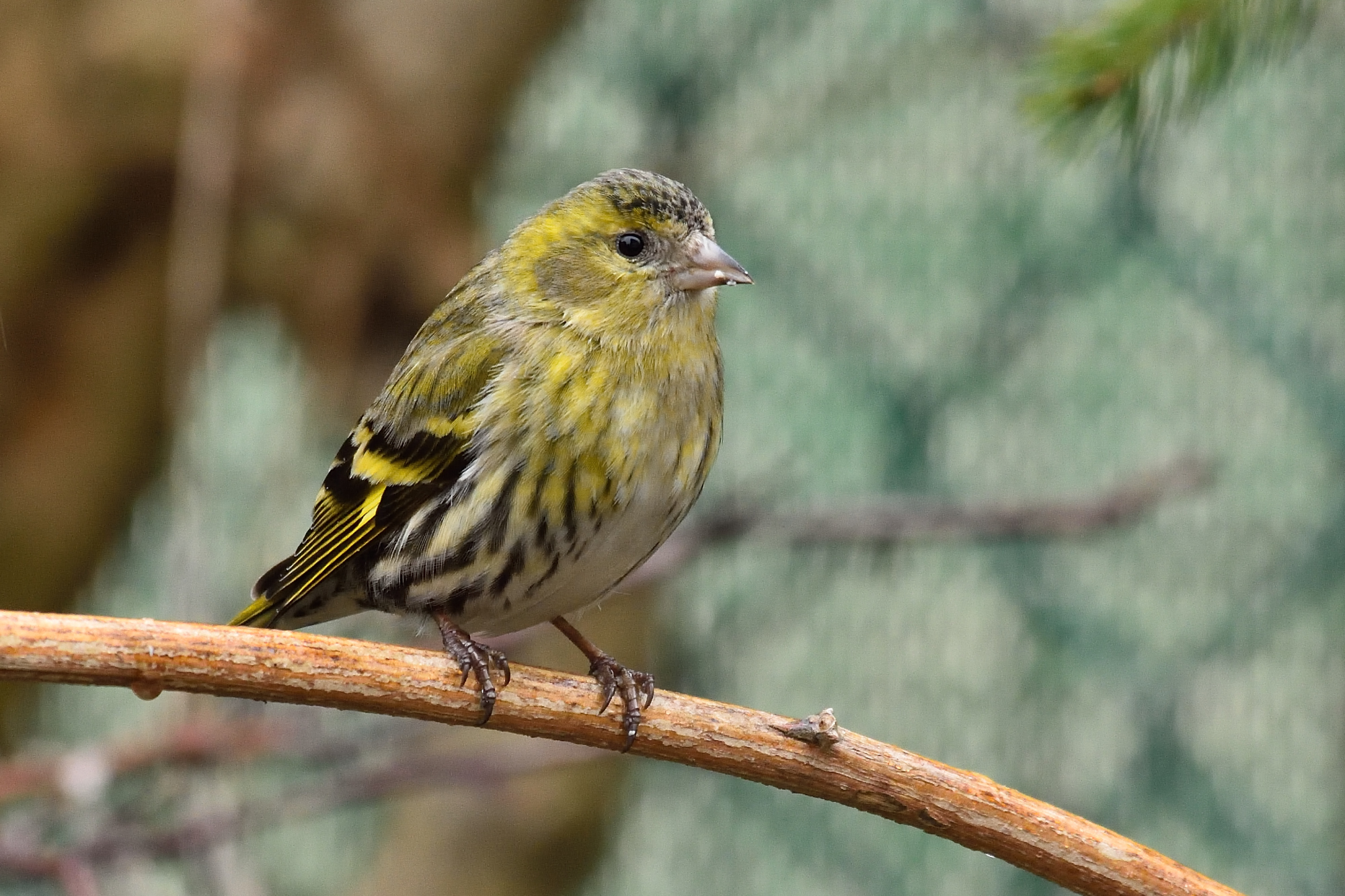Siskin