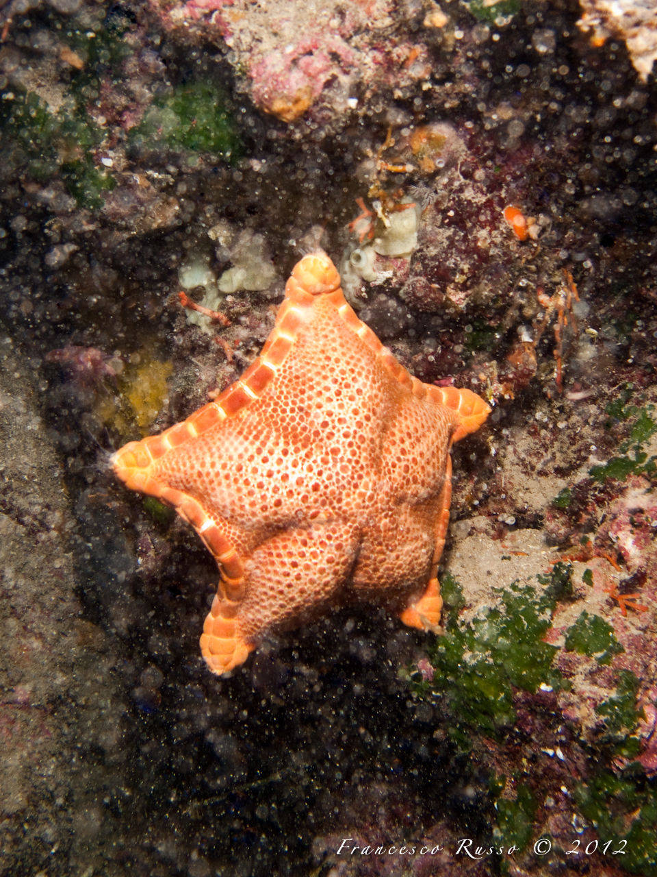 Ceramaster granularis