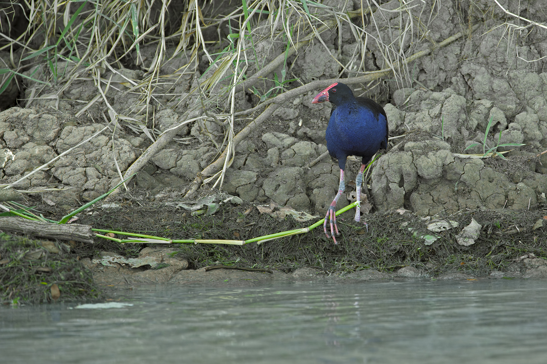 Porphyrio melanotus (Australian Sultan Chicken)