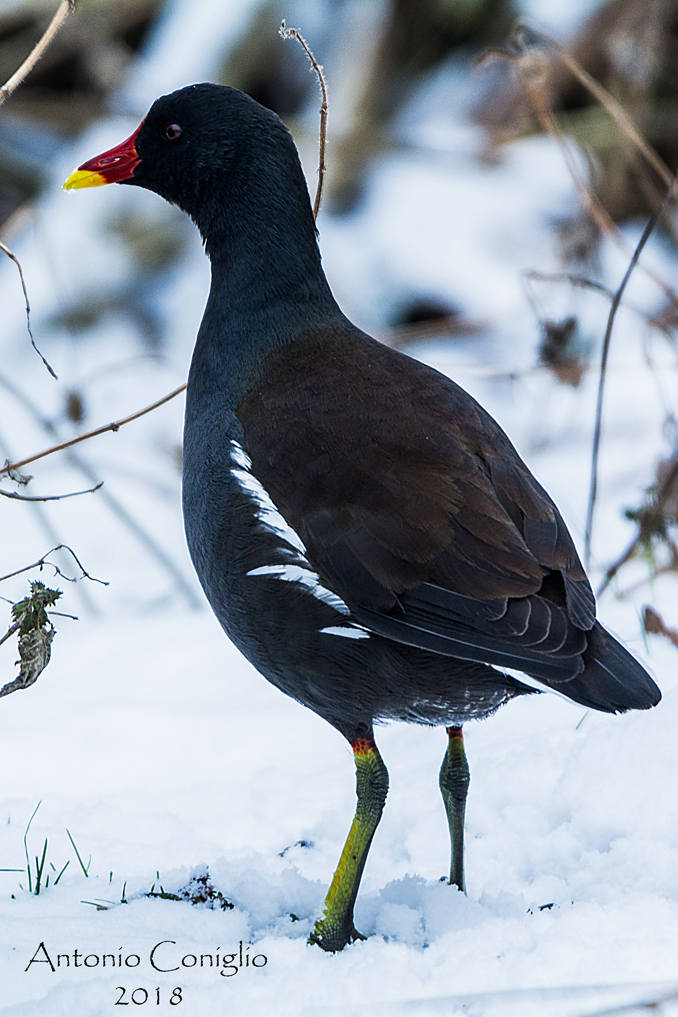 Moorhen