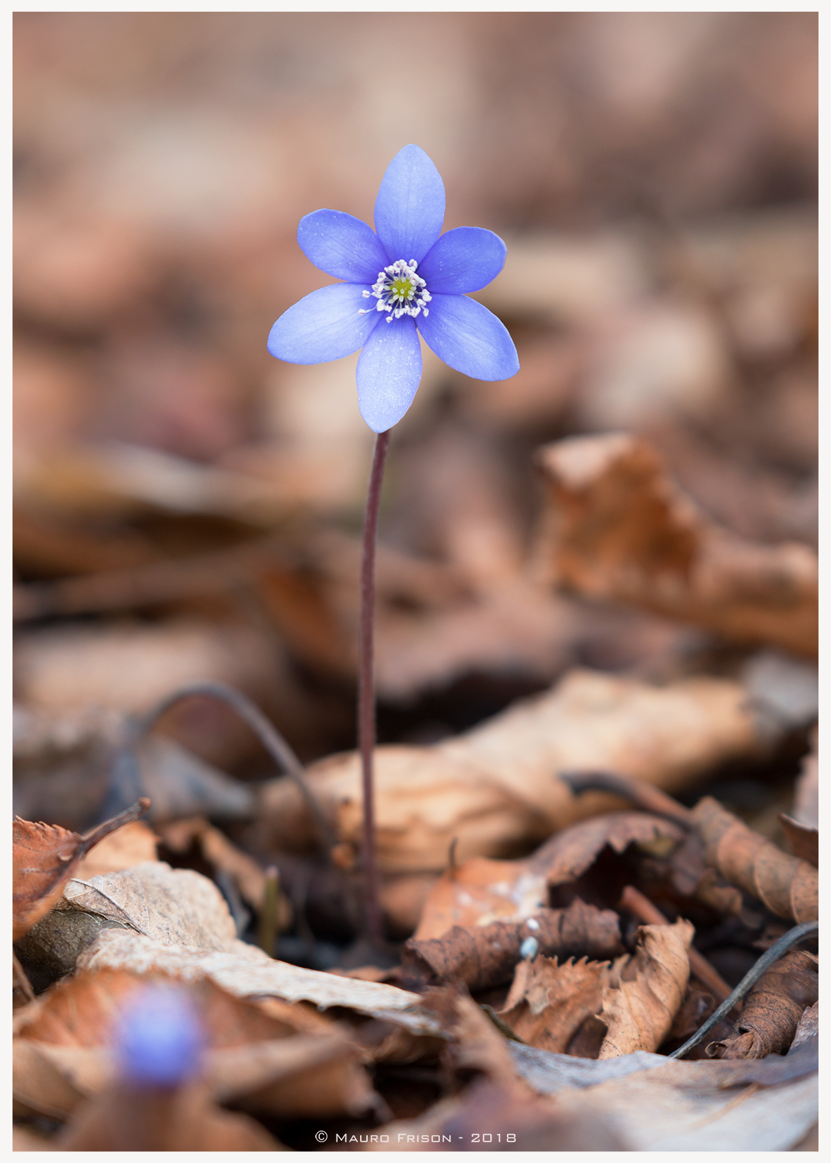Anemone Hepatica Nobilis