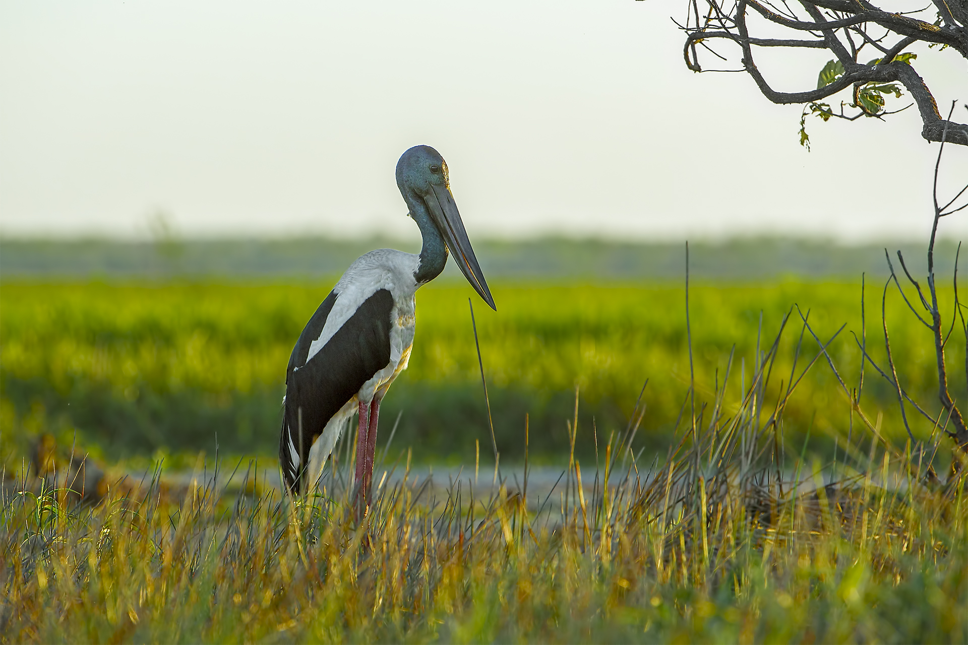 Ephippiorhynchus asiaticus (Stork collonero - Jabirù)