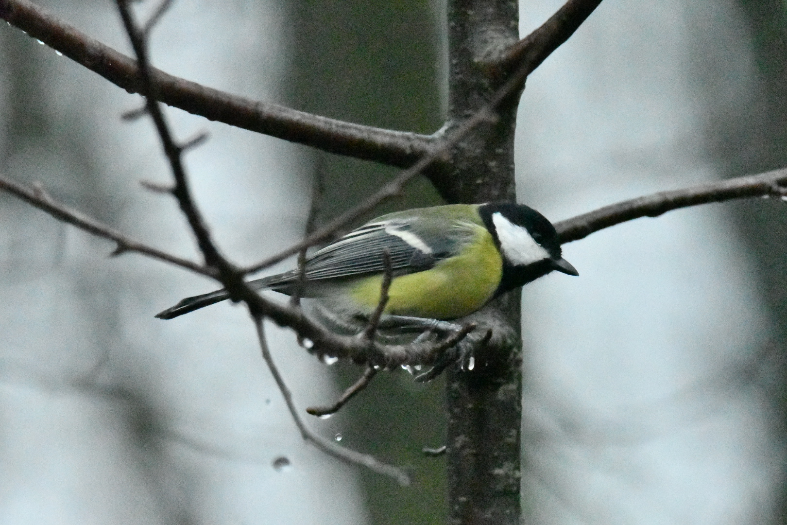 Great Tit