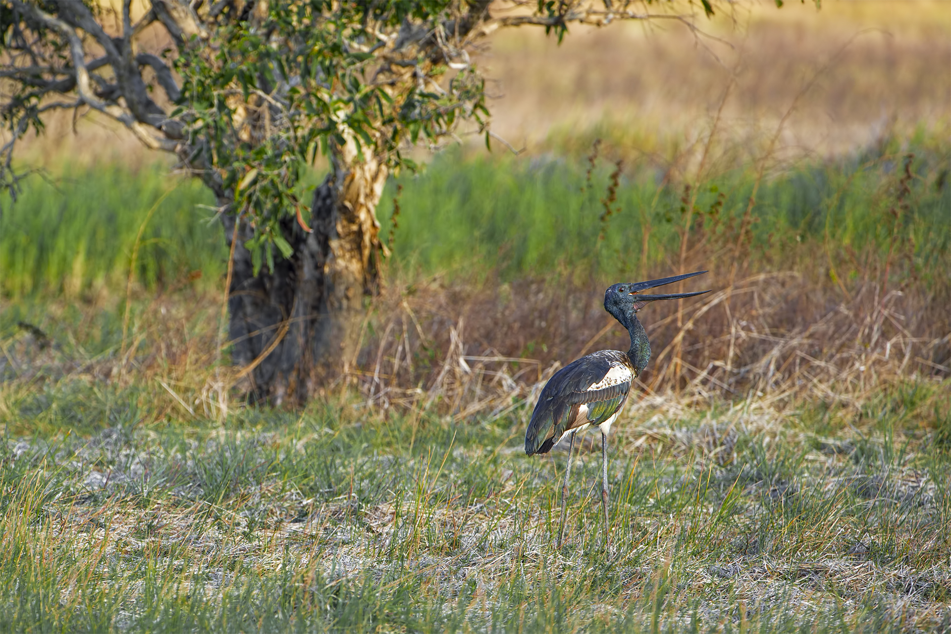 Ephippiorhynchus asiaticus (Stork collonero - Jabirù)
