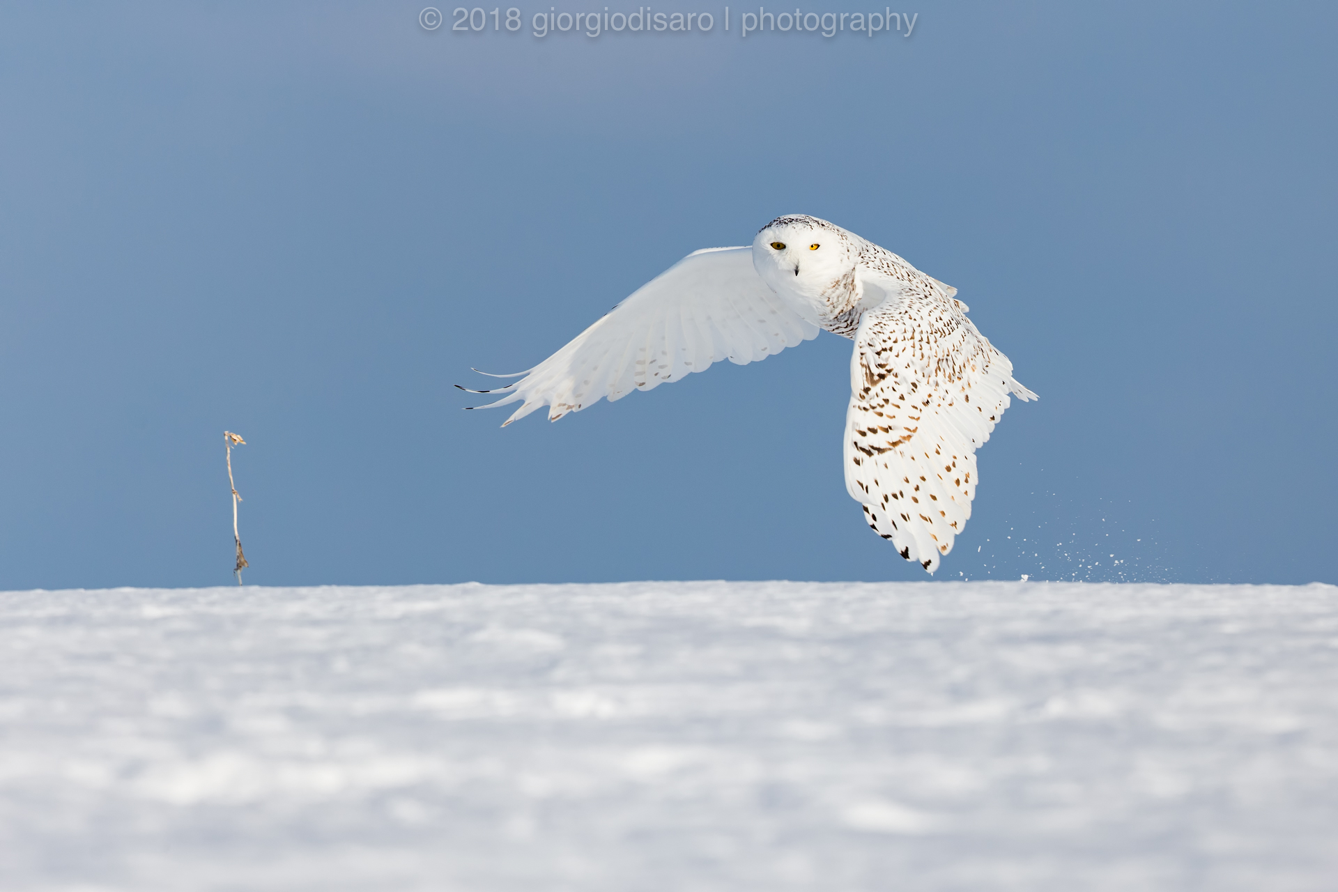 Snowy Owl