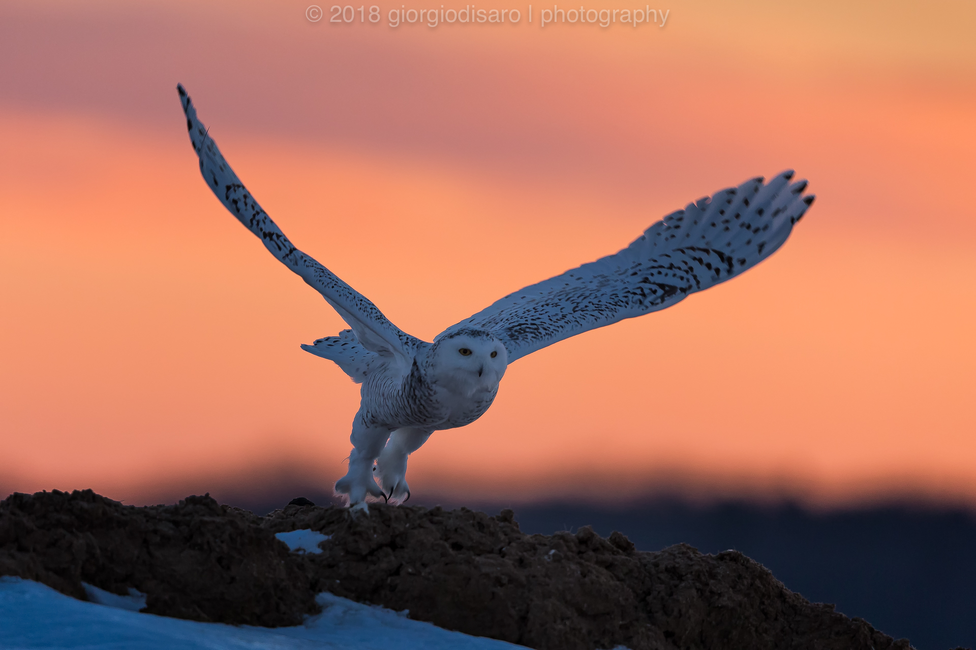 Snowy Owl 2
