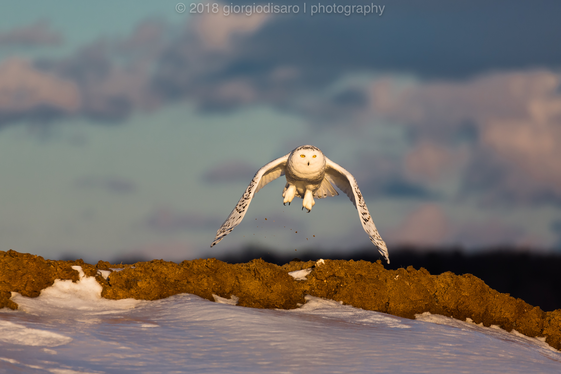 Snowy Owl 4