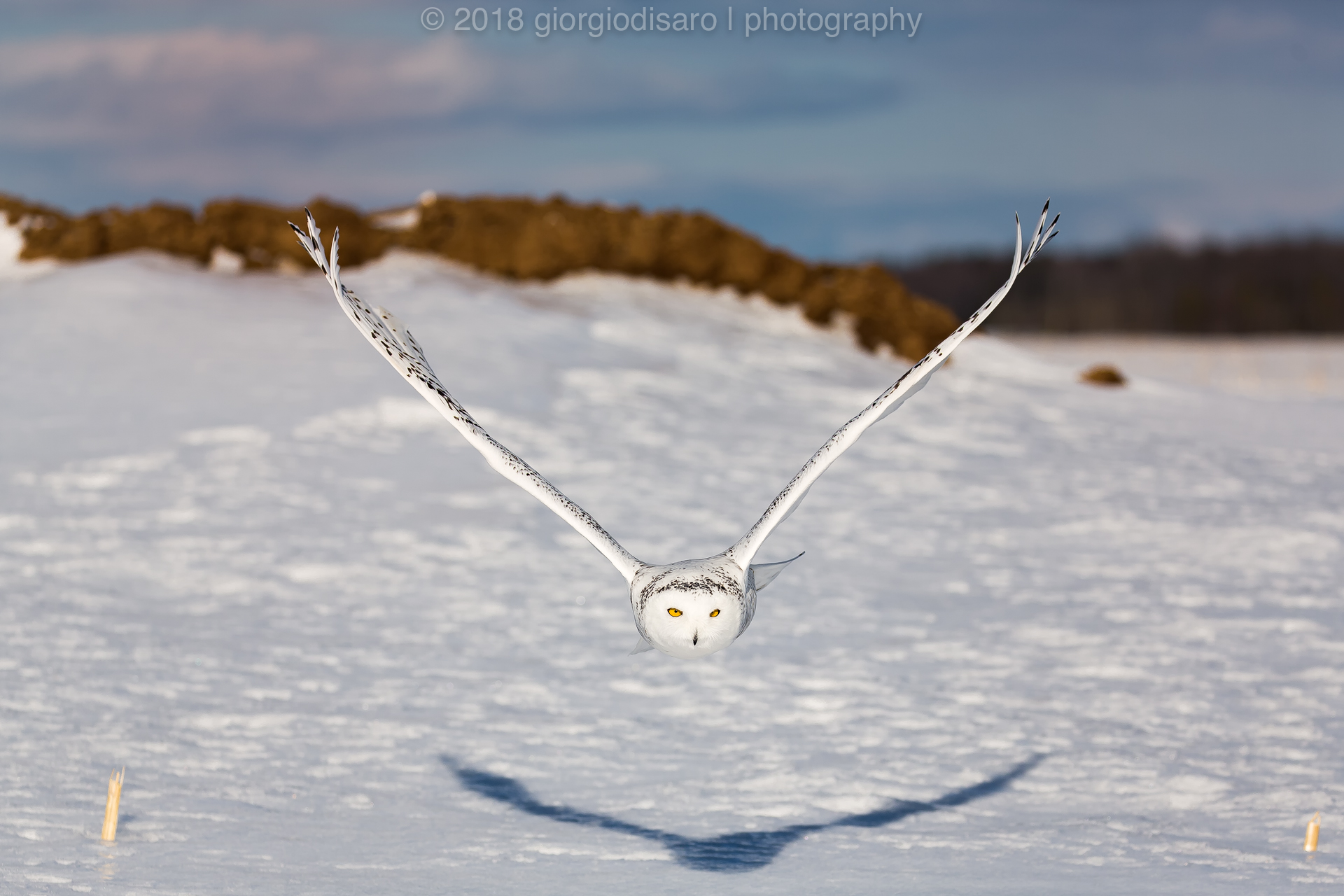 Snowy Owl 6