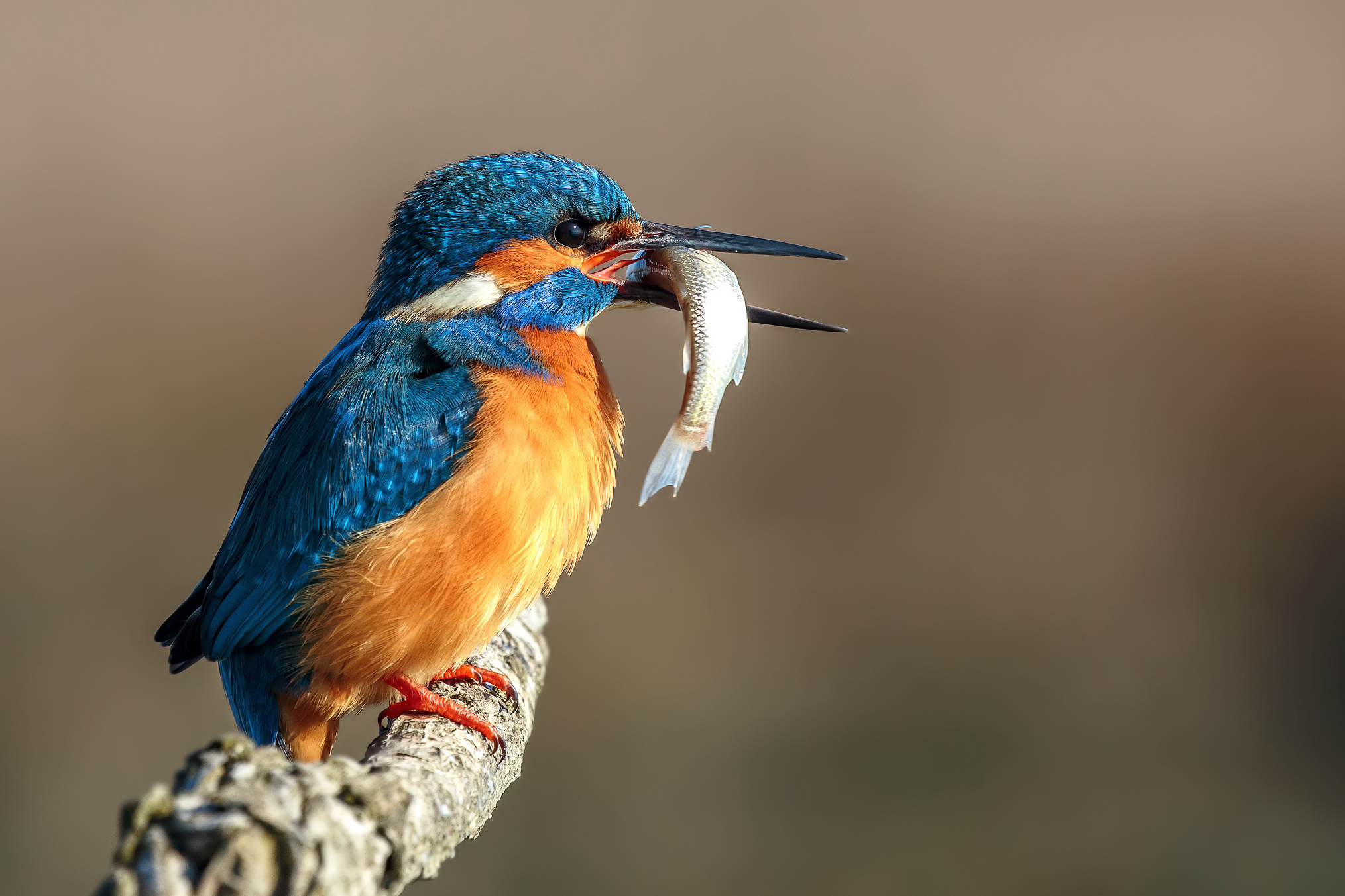 Alcedo atthis (Martin pescatore)