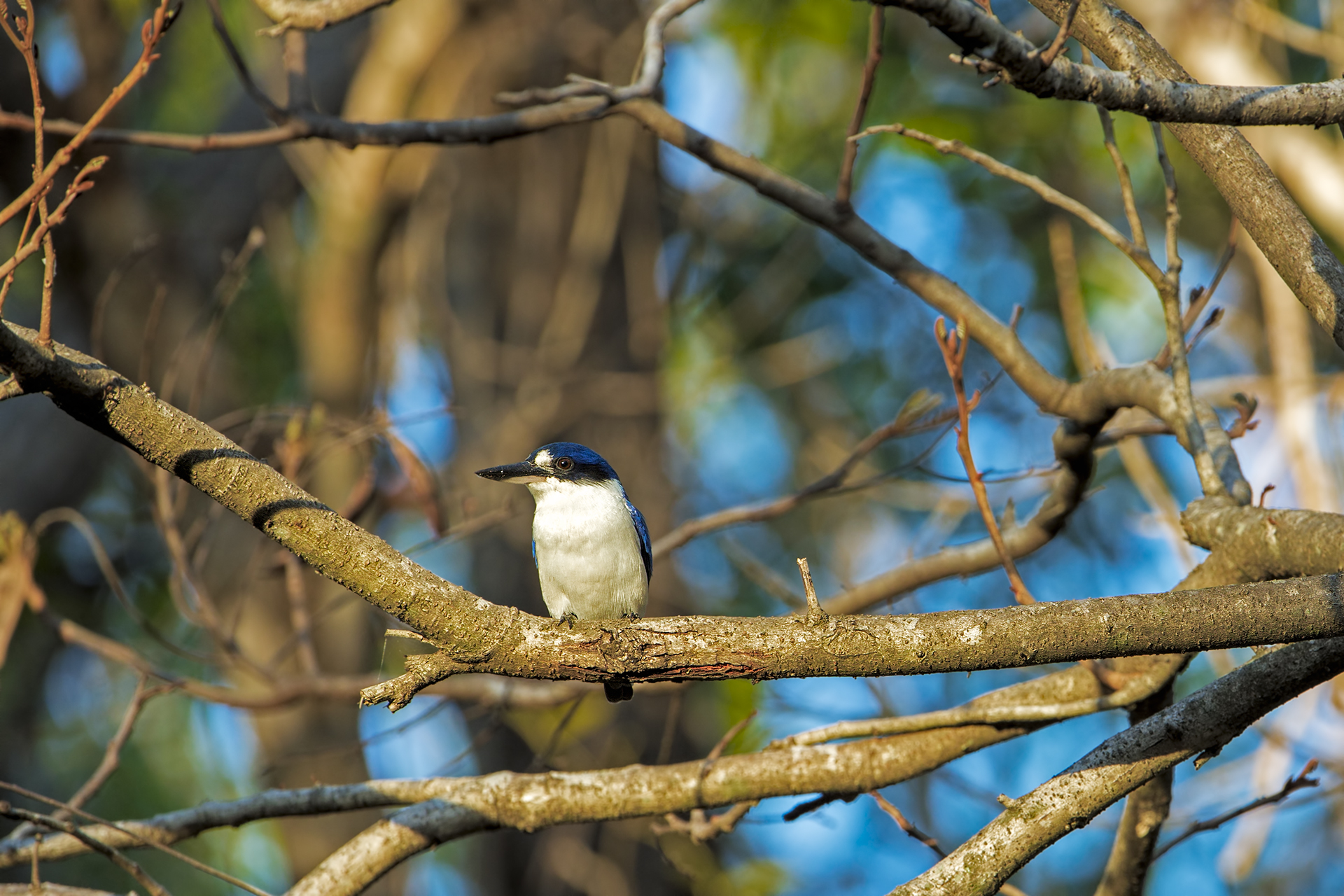 Todiramphus macleayii (Forest kingfisher)