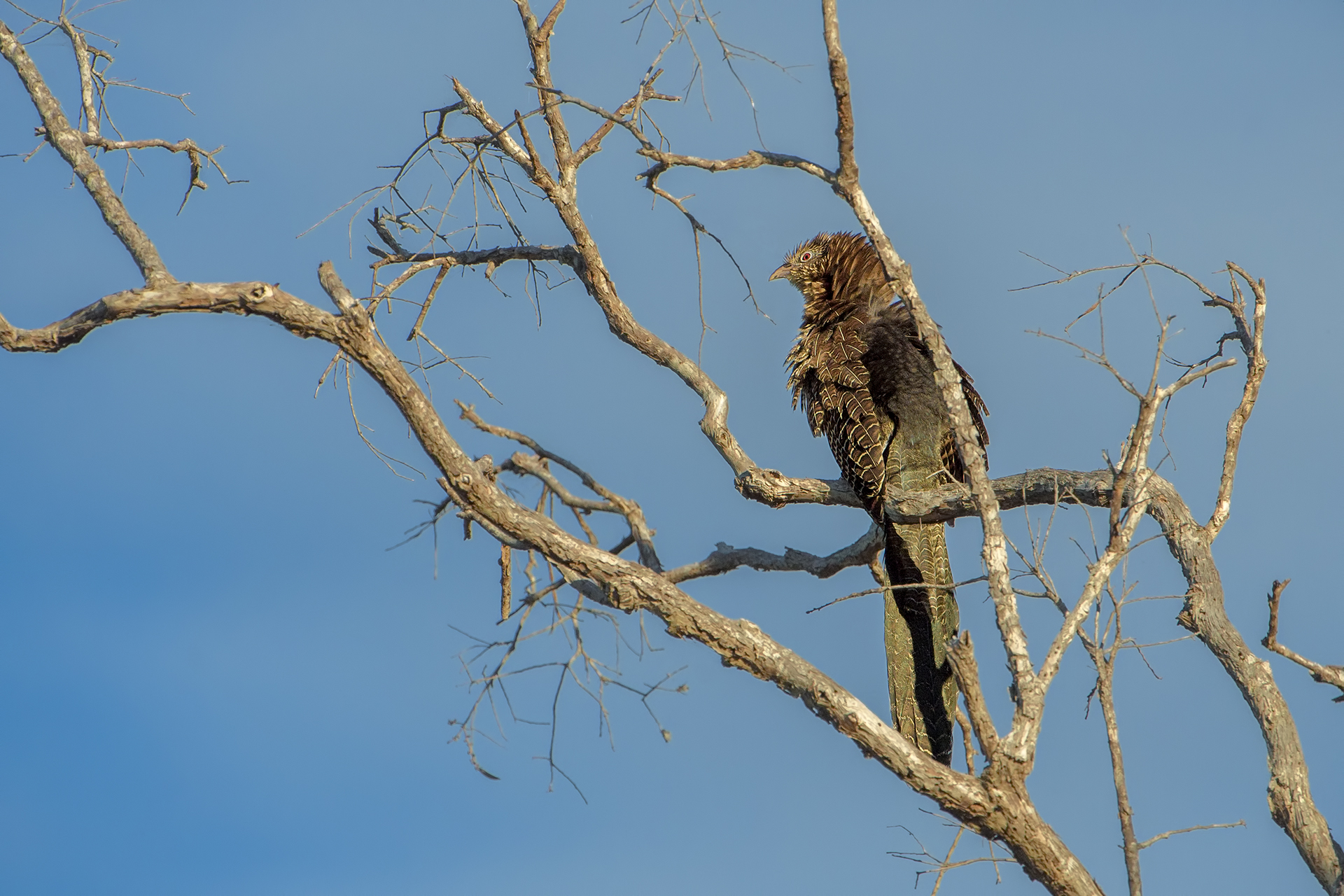 Centropus phasianinus (Common pheasant cuckoo)
