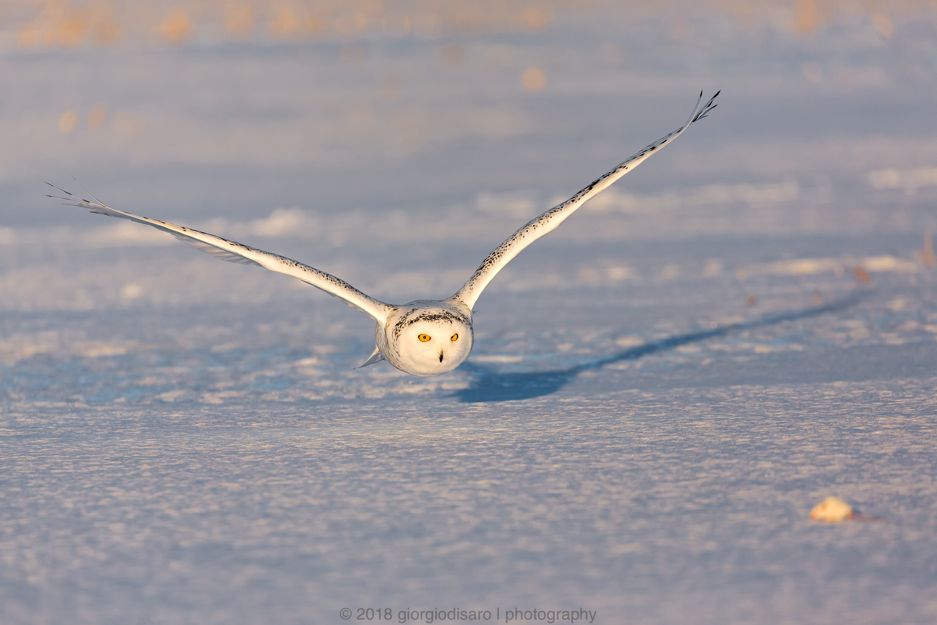 Snowy Owl 7
