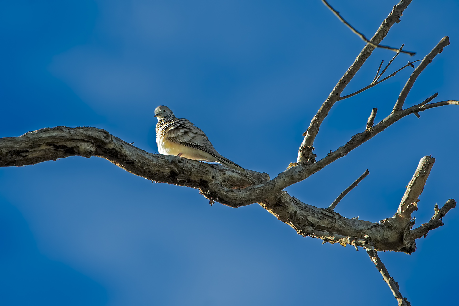 Placid Geopelia (Tortora placida)