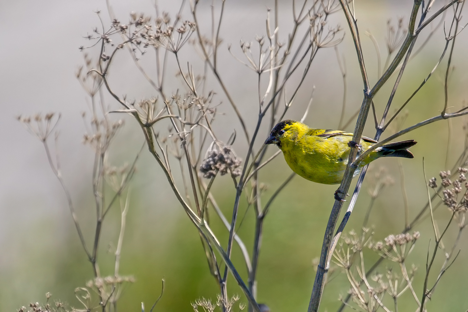 Black-chinned Siskin