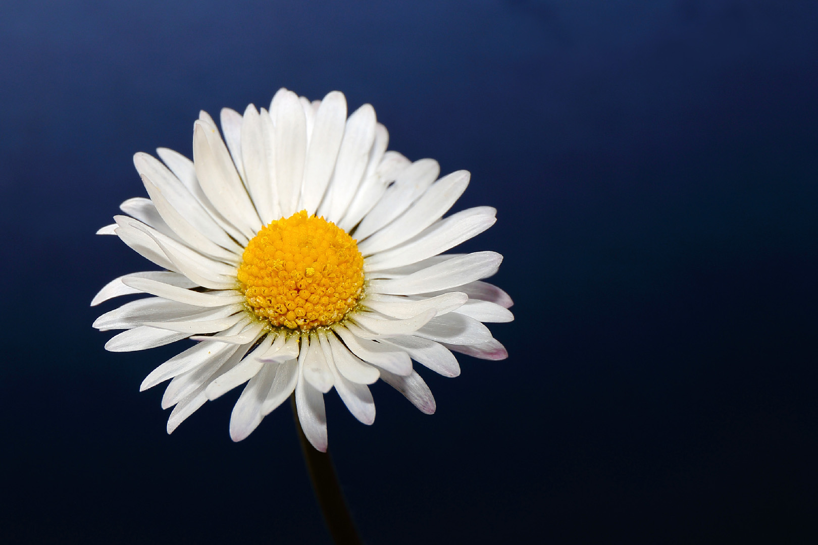 news ... first margherita 2018 ...