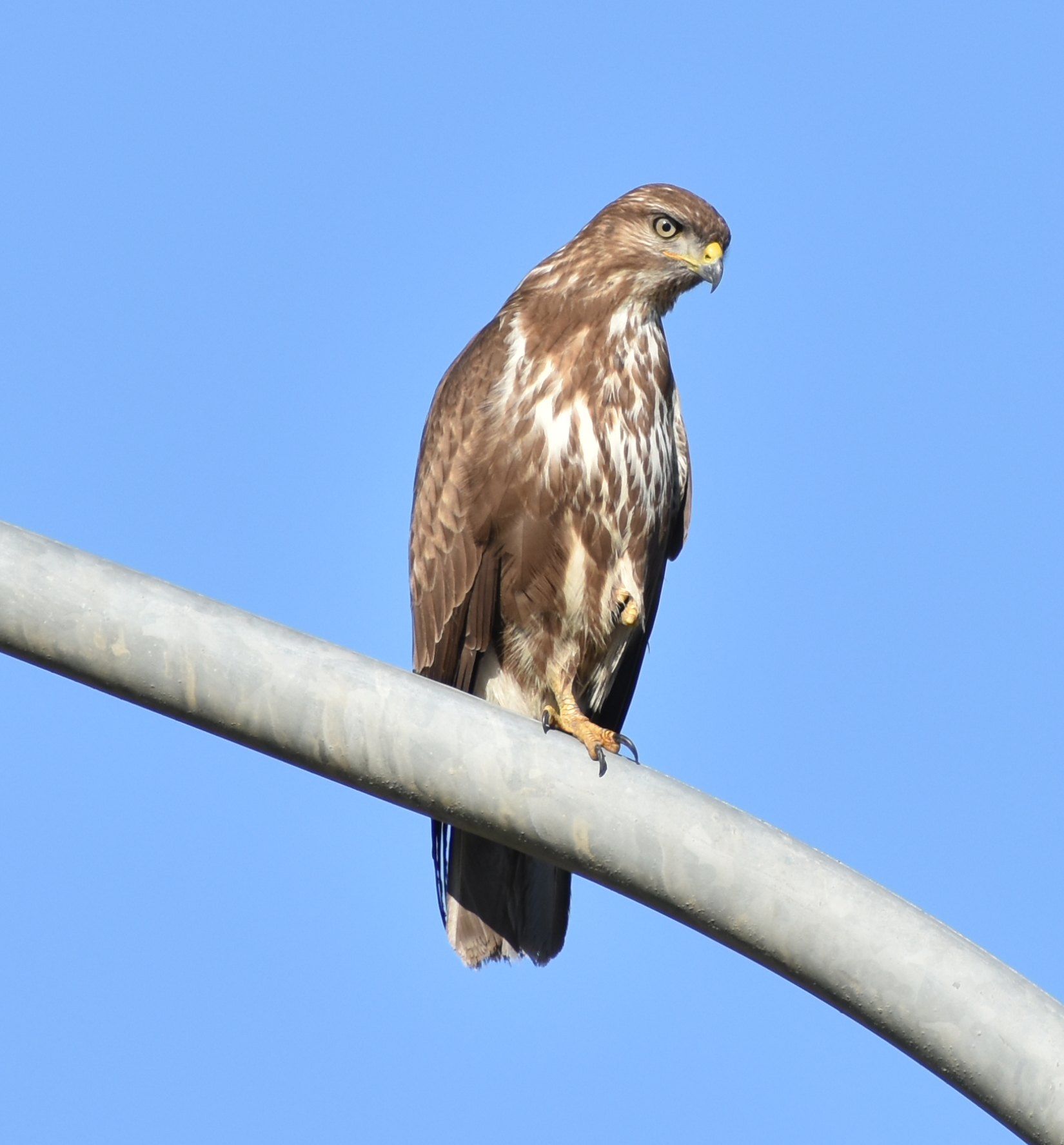 Before or buzzard ....