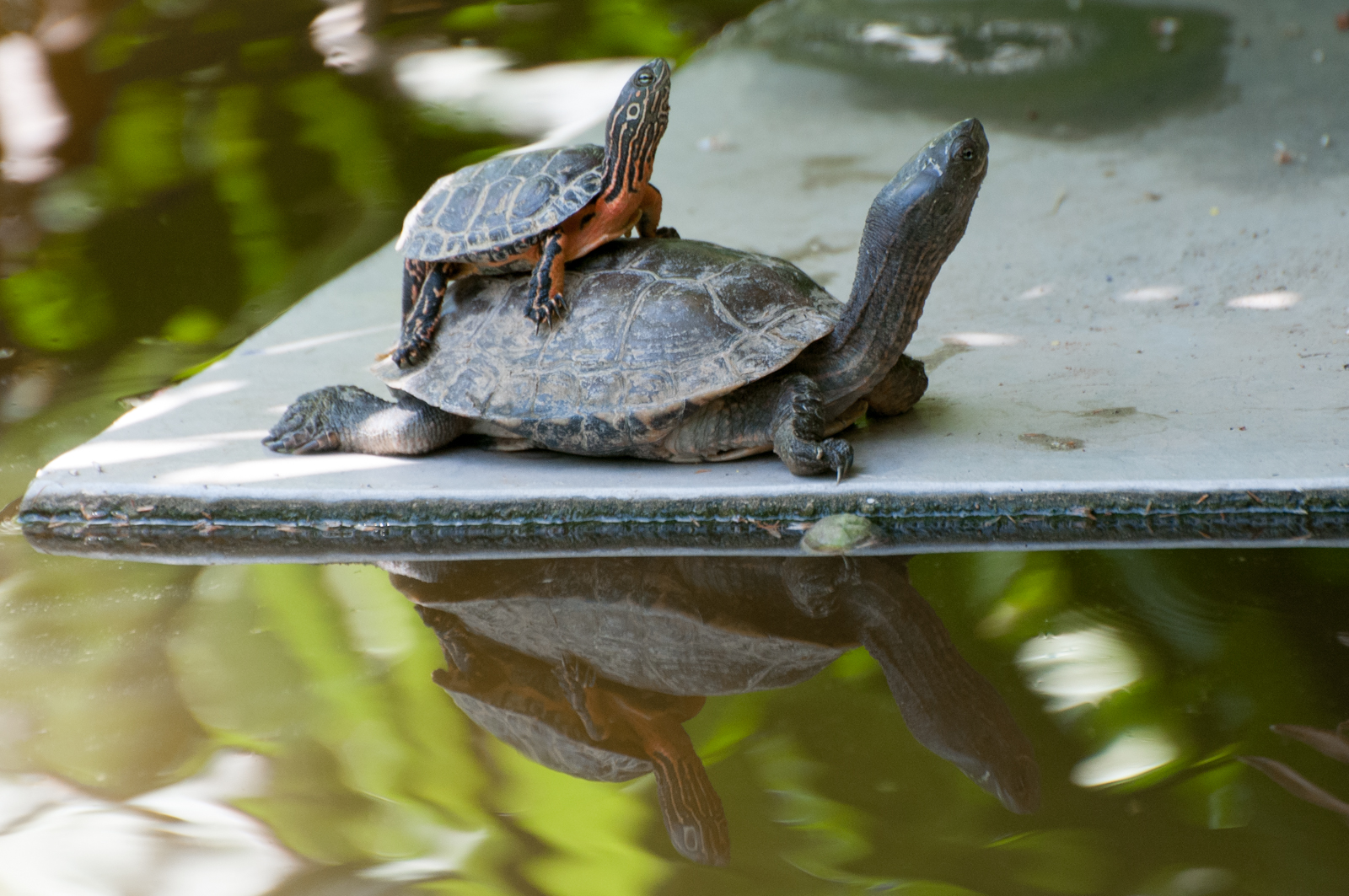 Resting - Majorelle Garden - Marrakech