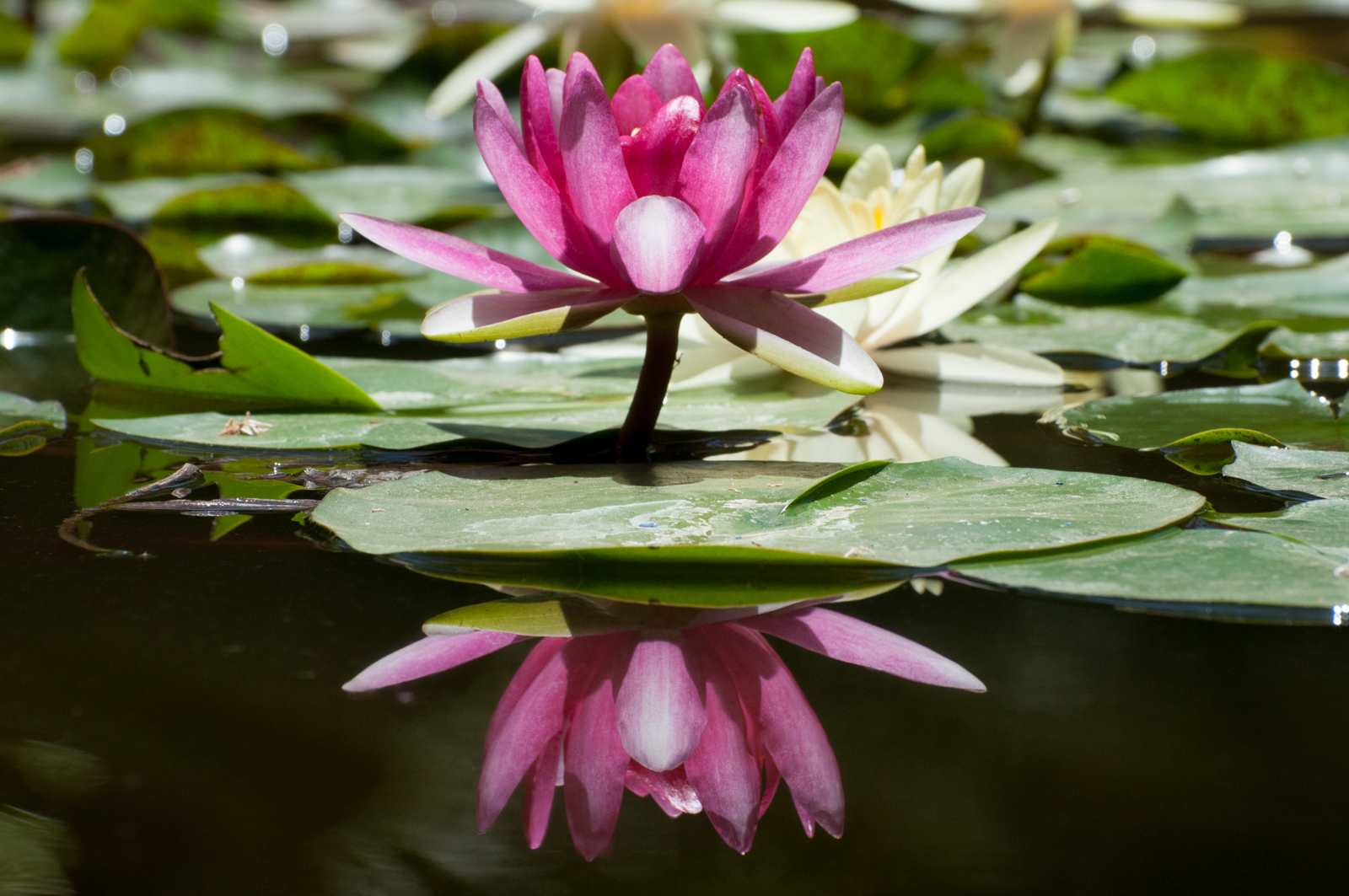 Majorelle Garden - Marrakech