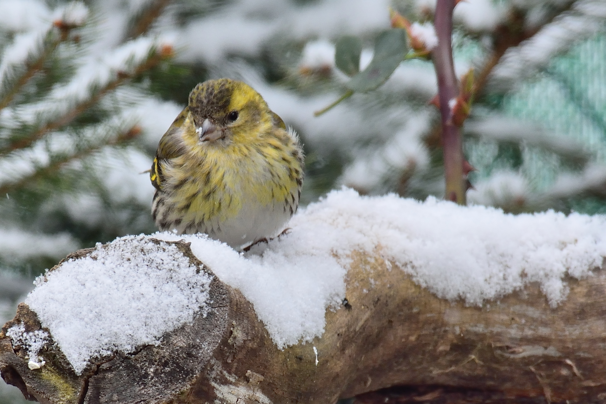Siskin