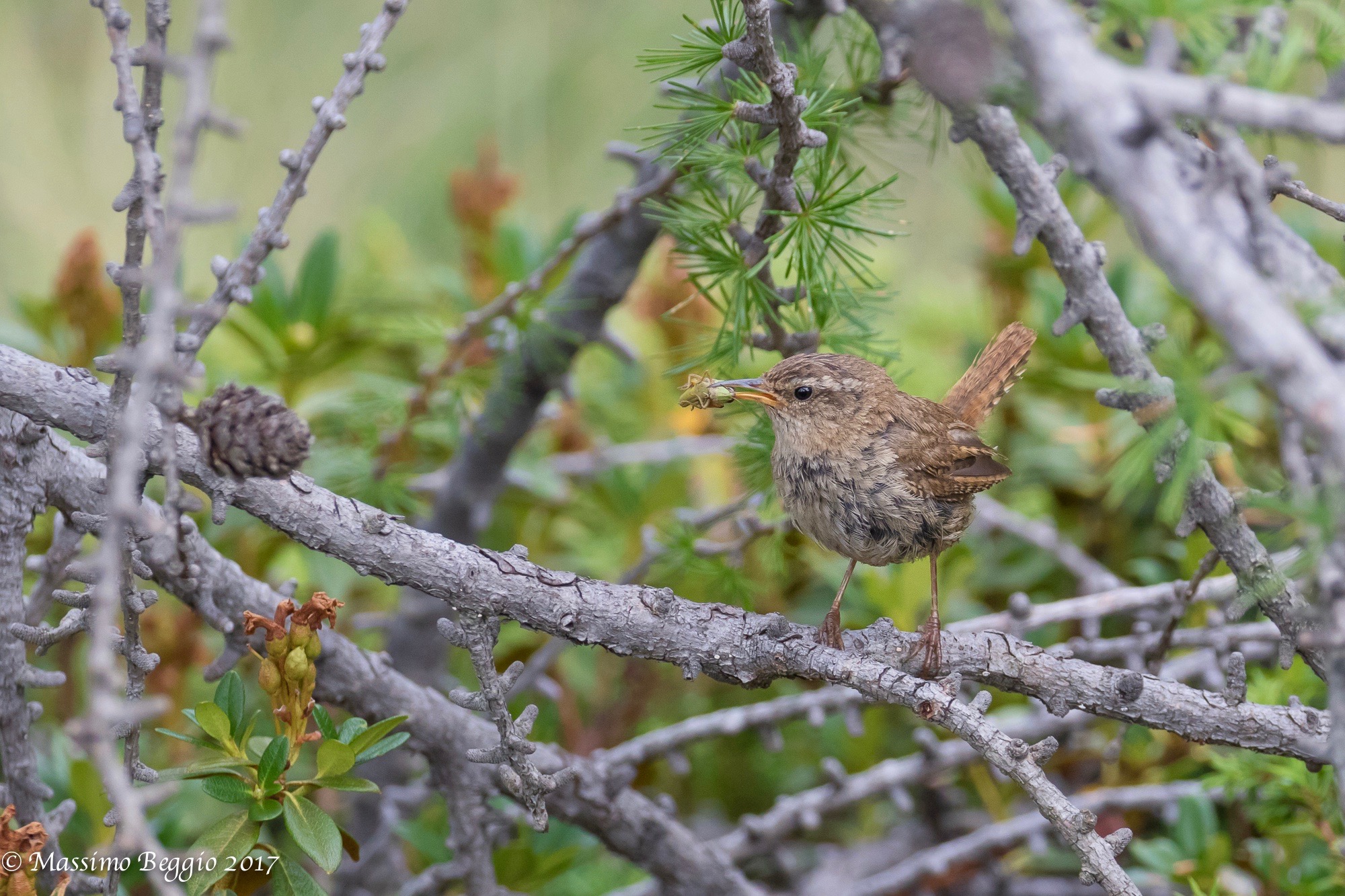 Wren with prey