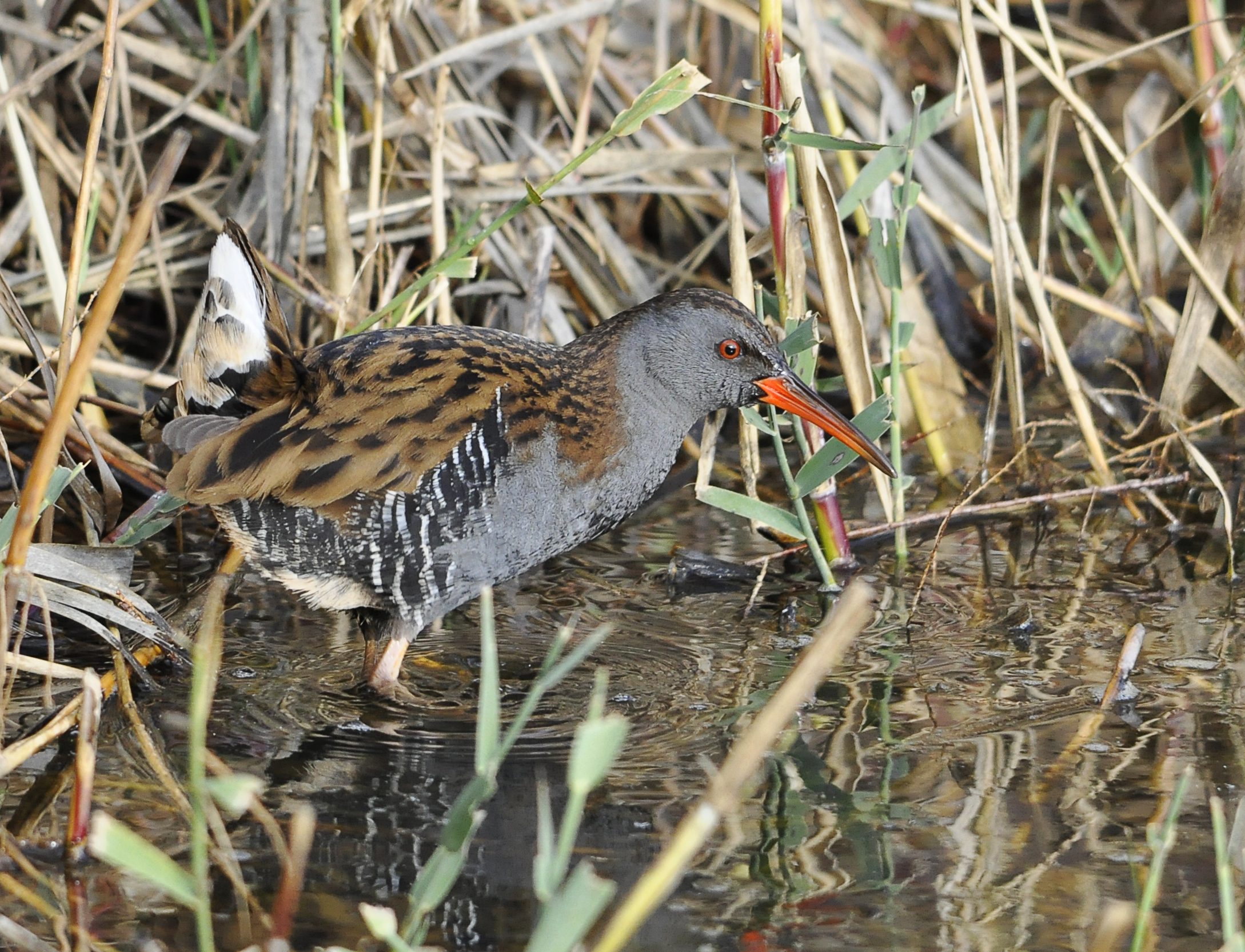 Water Rail