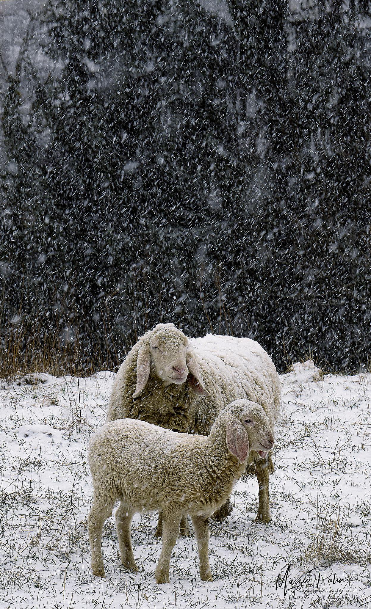 The sheep and the Burian