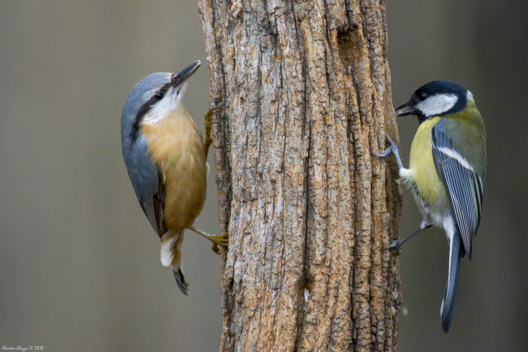 The challenges of the manger