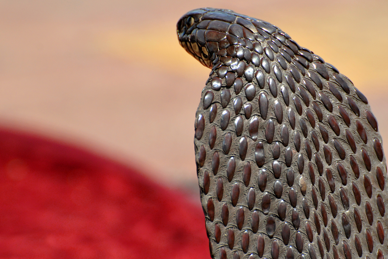 "les sens de marrakech"