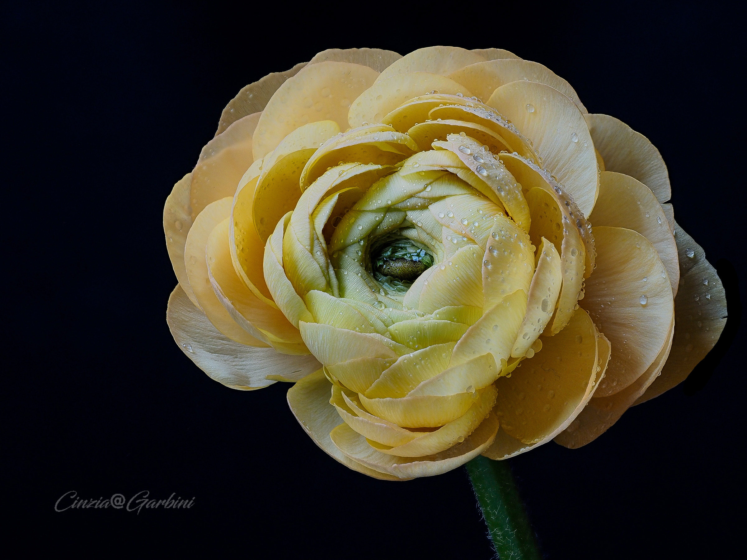 tentazioni di giallo - anemone nr.2