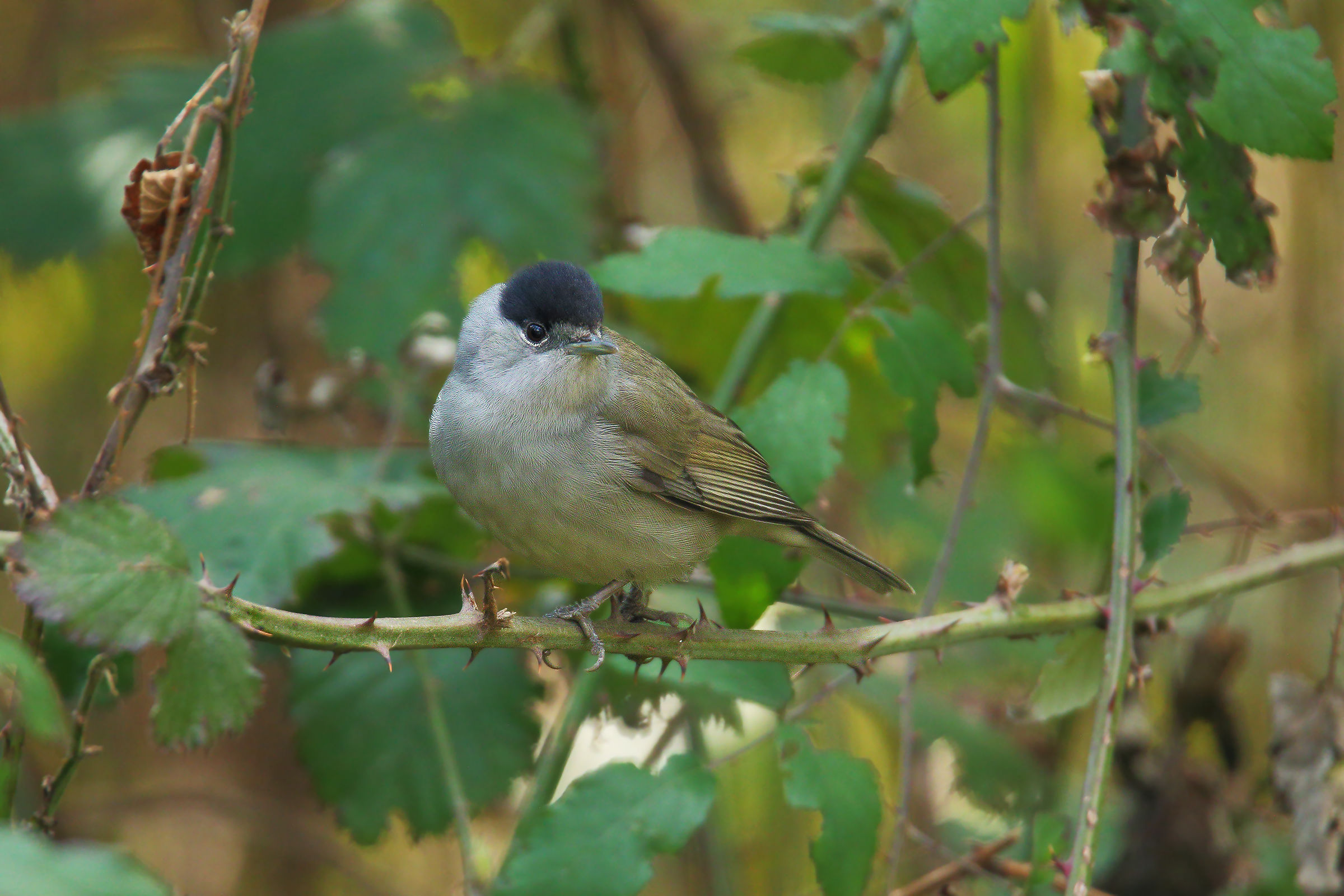 blackcap