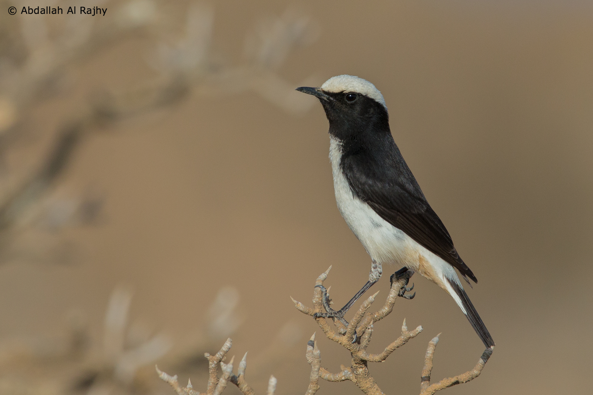 Wheatear