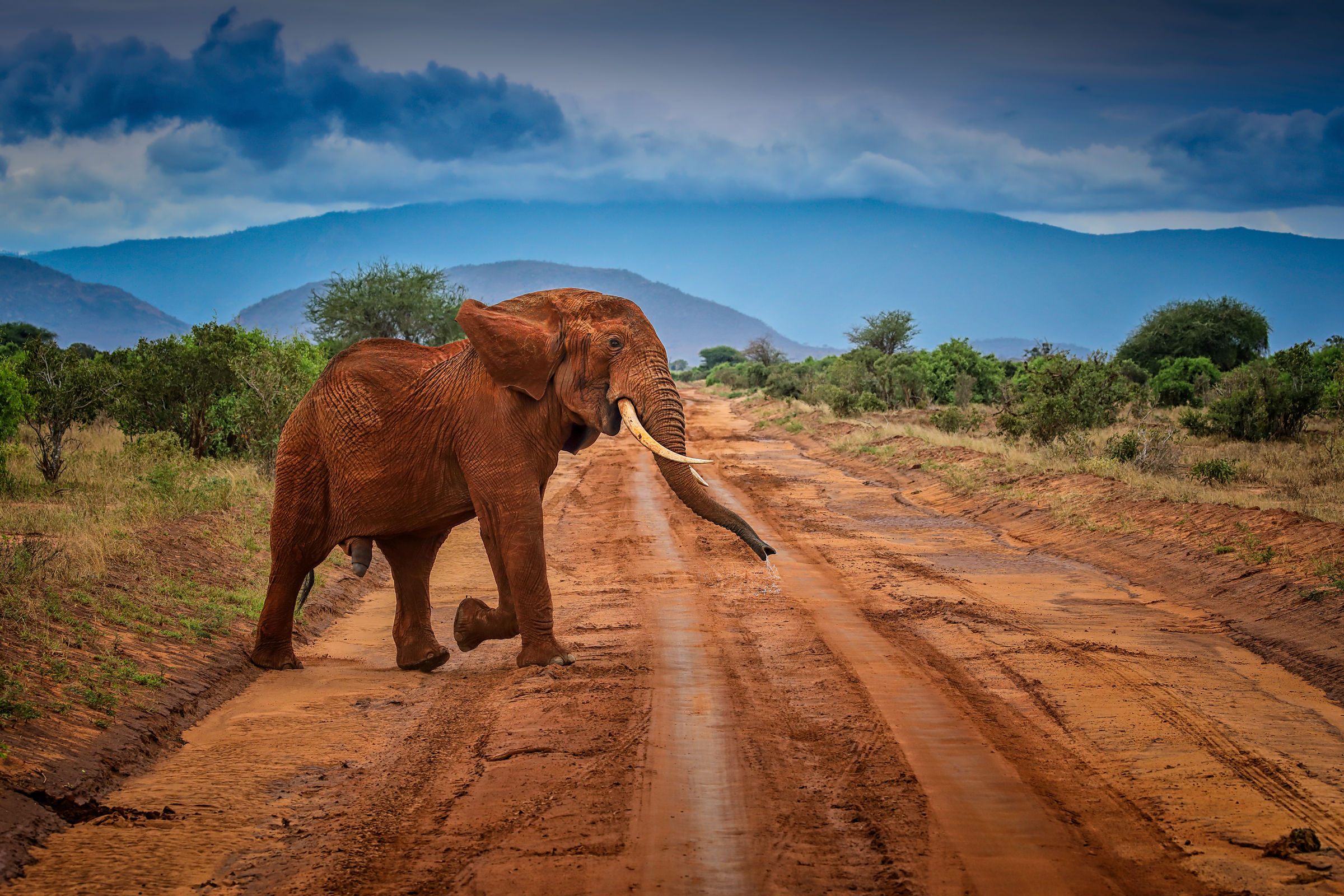 Elefante molto incaxxato!