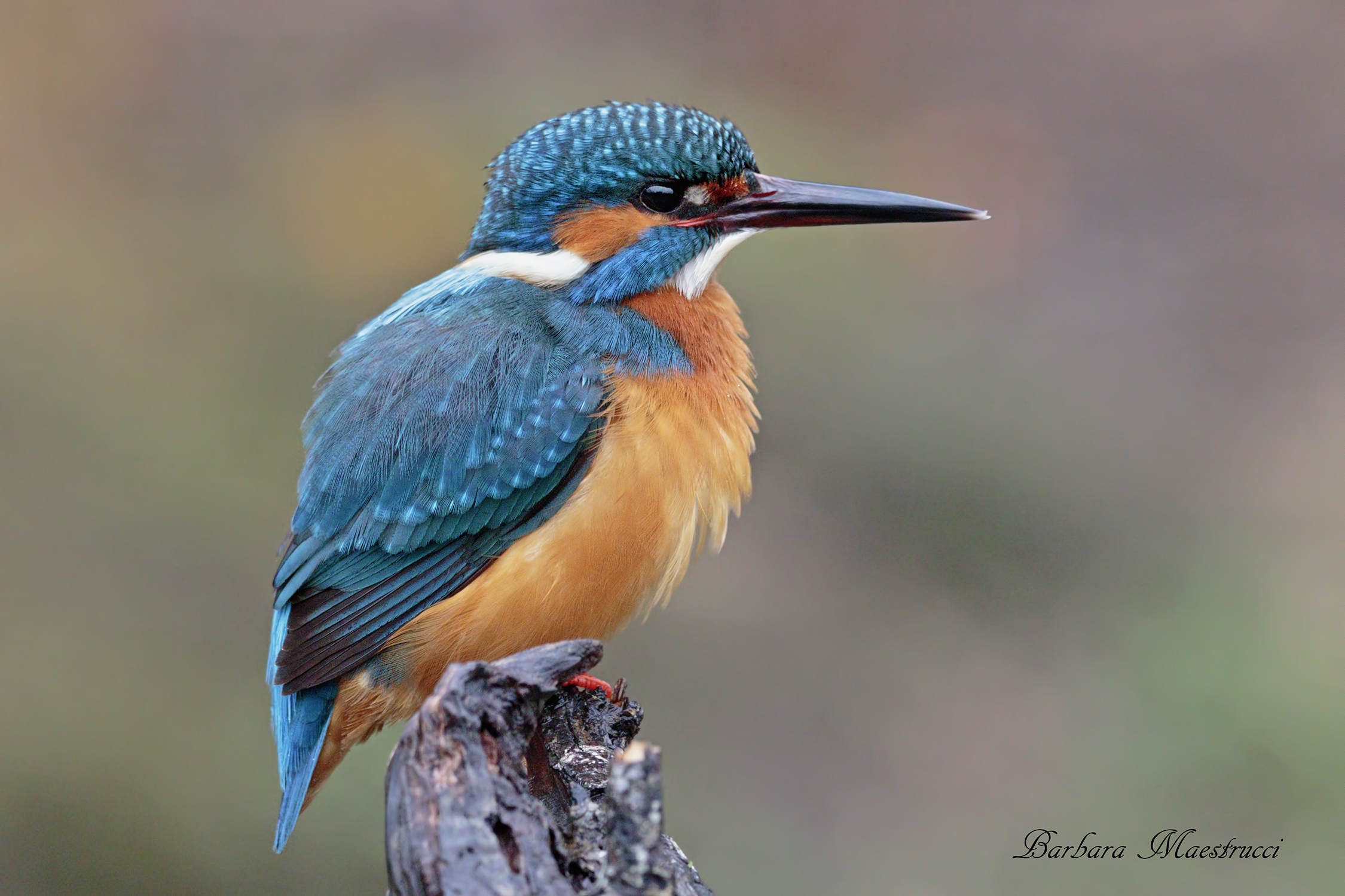 Kingfisher