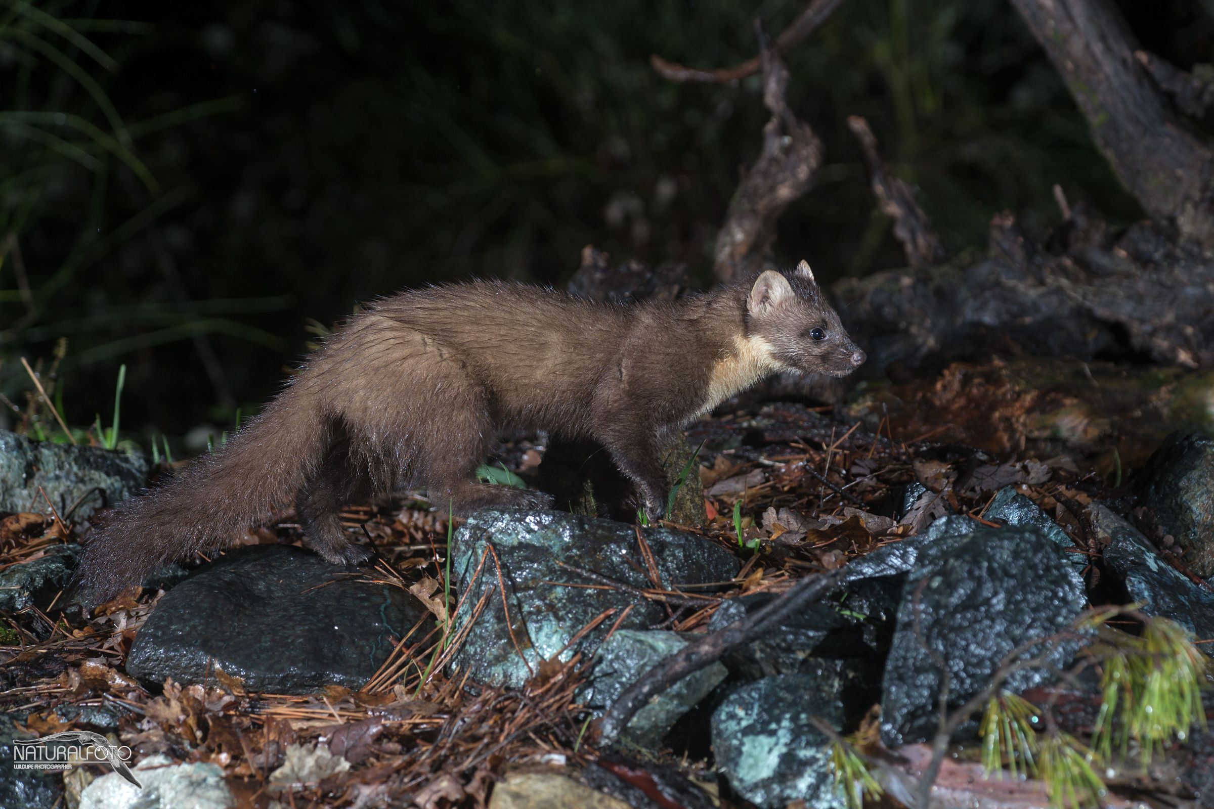 Martora Stagione 2018 avviata