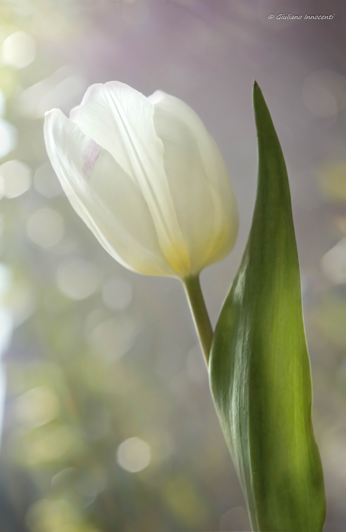 white tulip