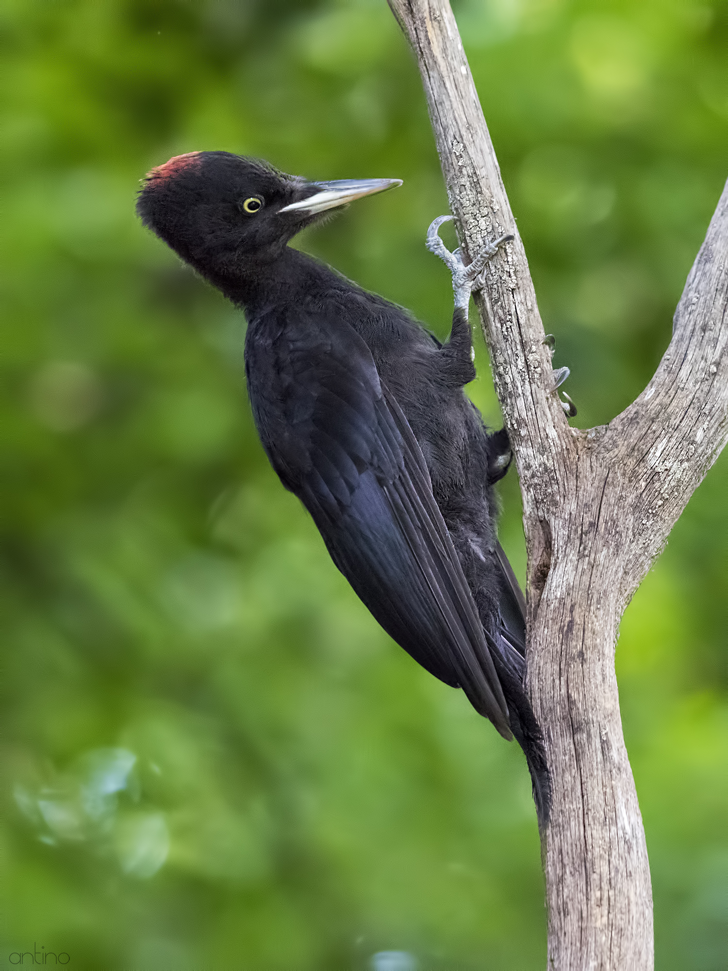 Black woodpecker