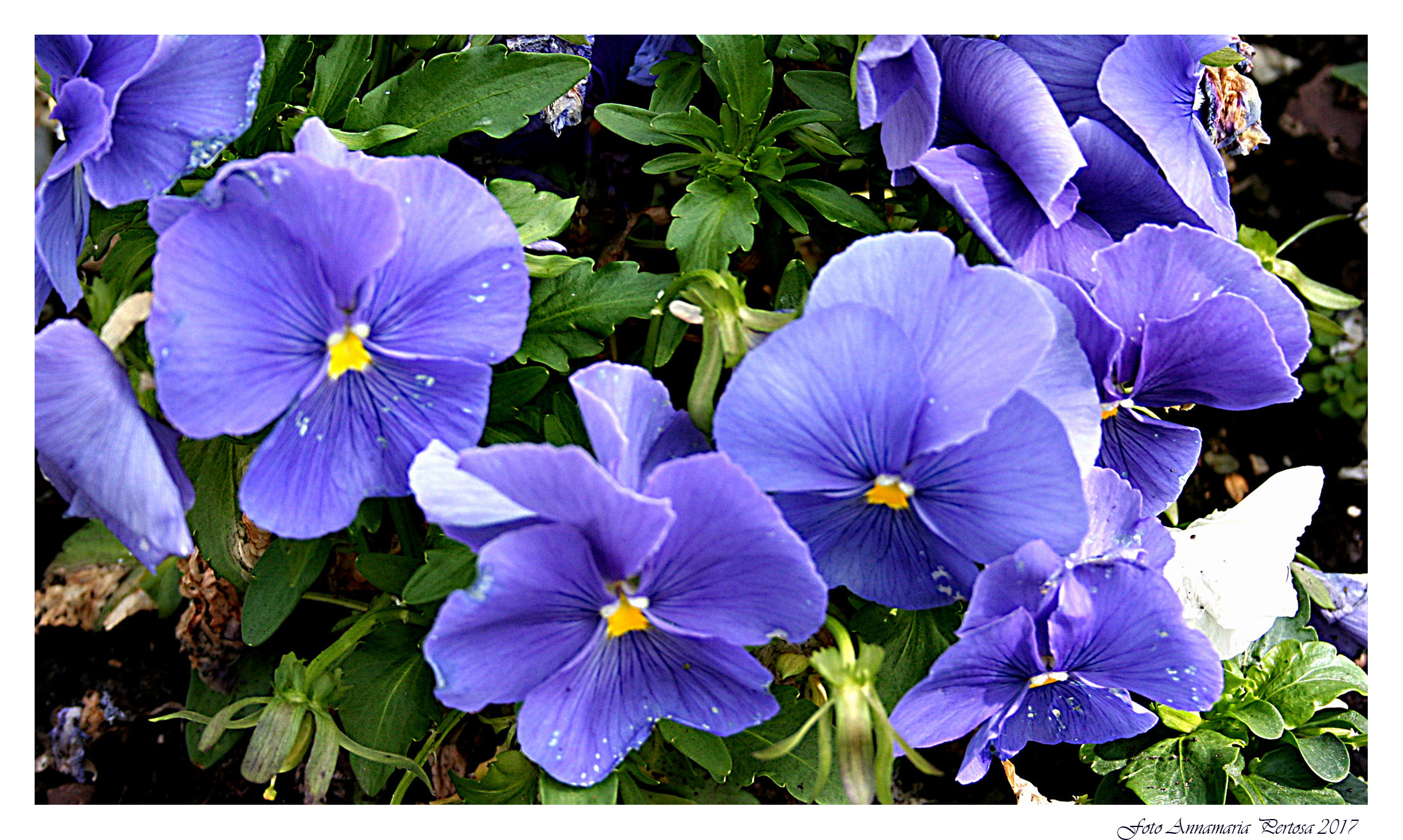 Nostalgia di un raggio di sole