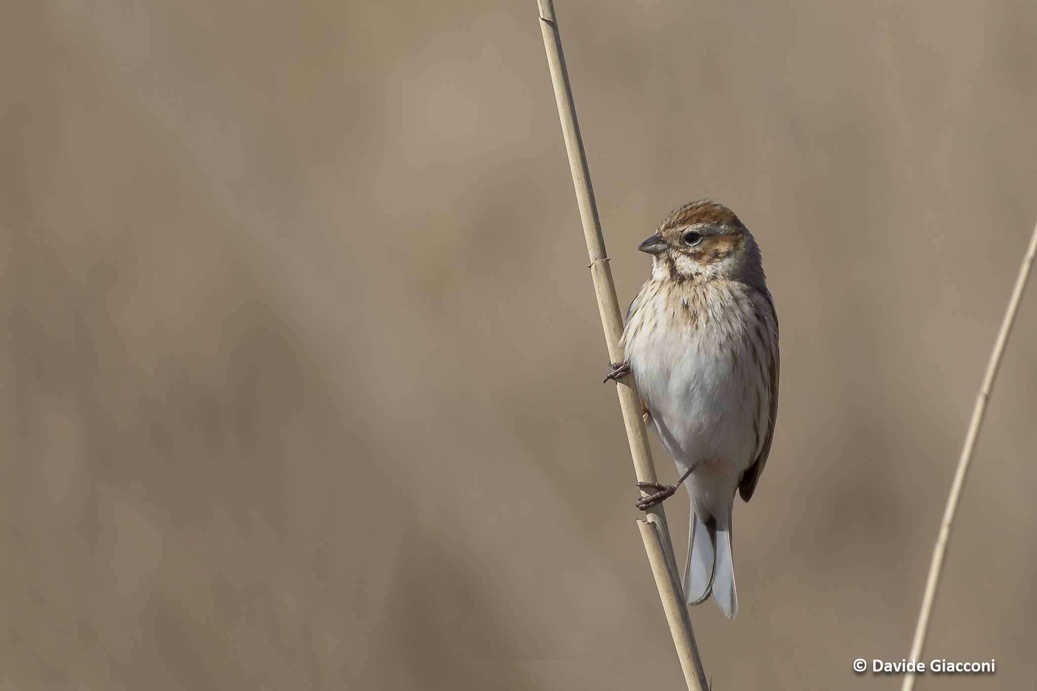 Migliarino di palude