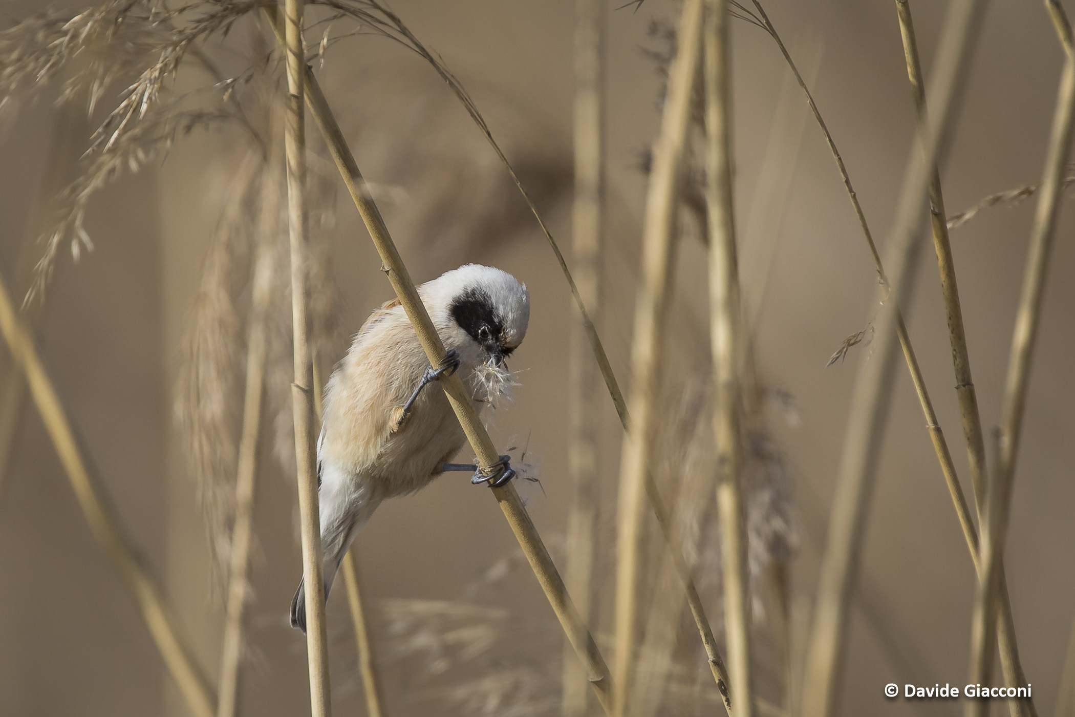 Pendolino indaffarato