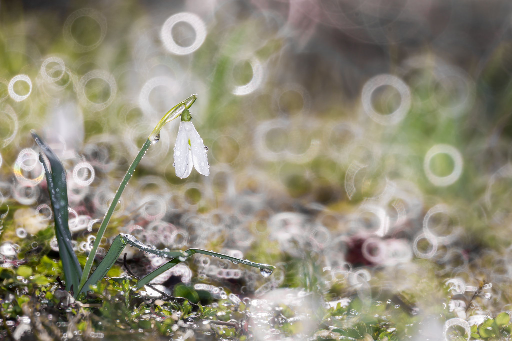 Catadioptric snowdrop