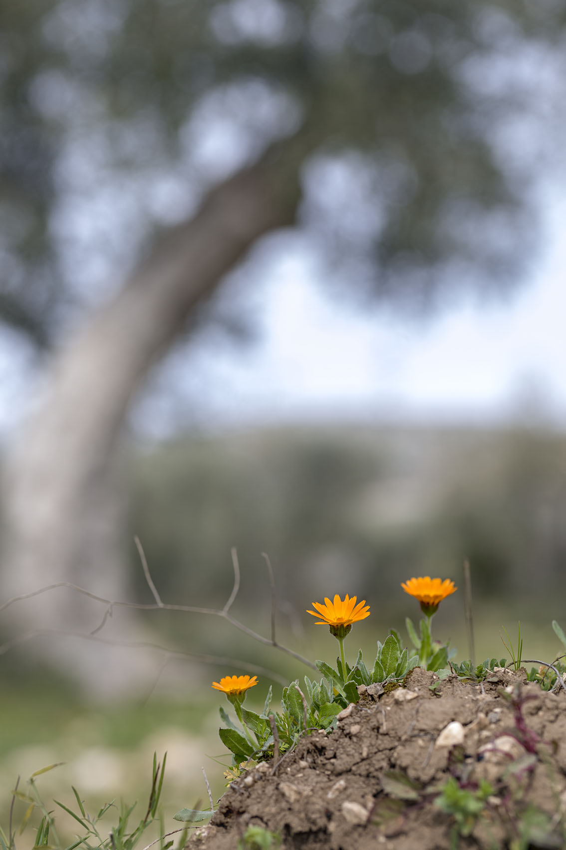 Three little flowers