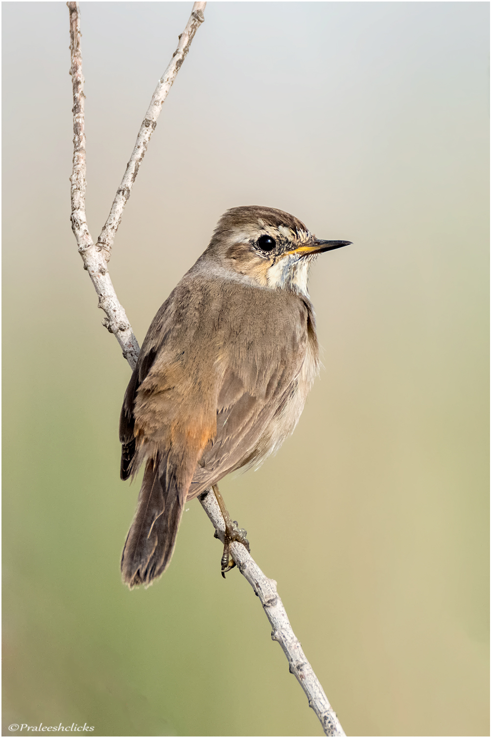 Fustigazione - Femmina