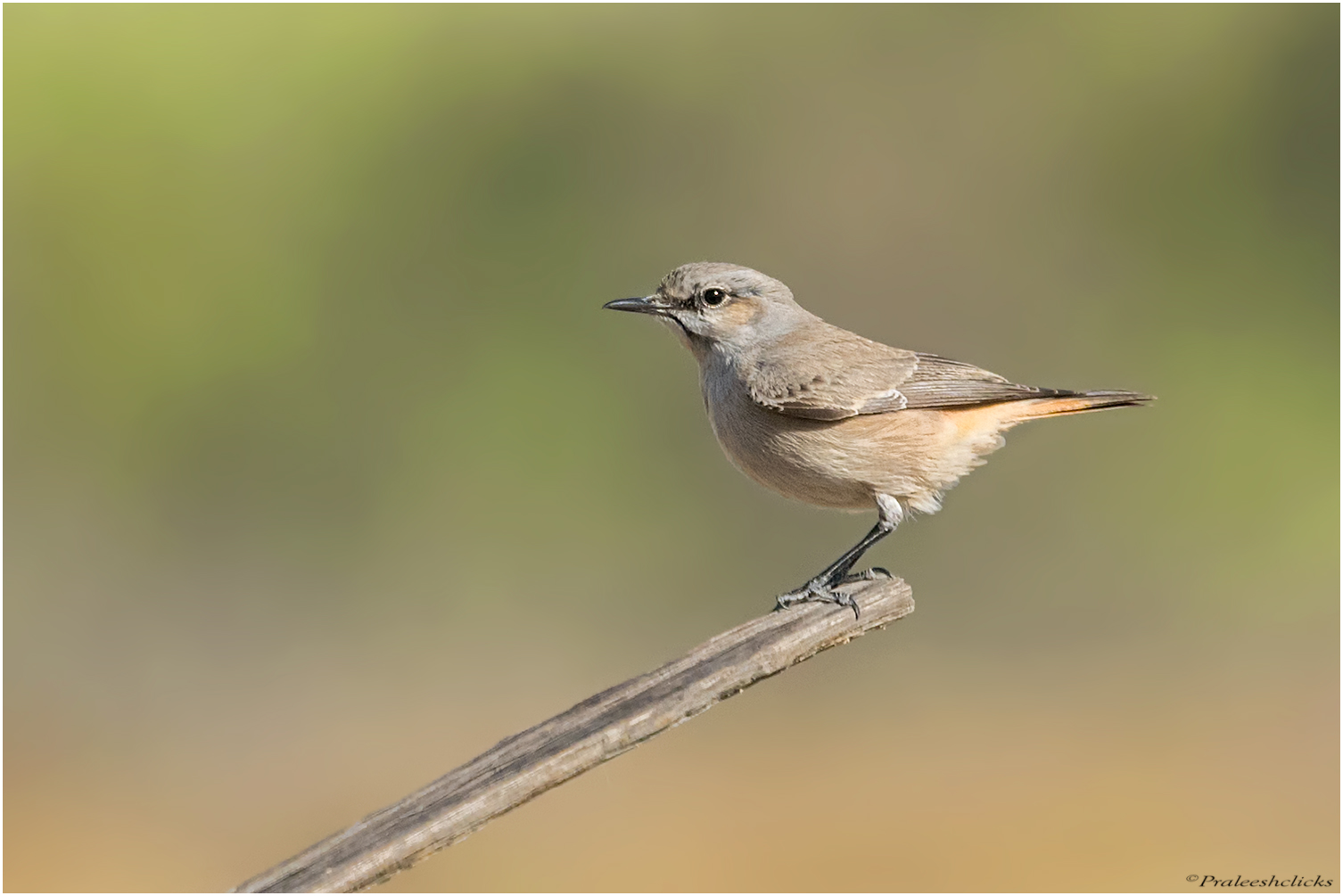 Red-tailed Wheatear