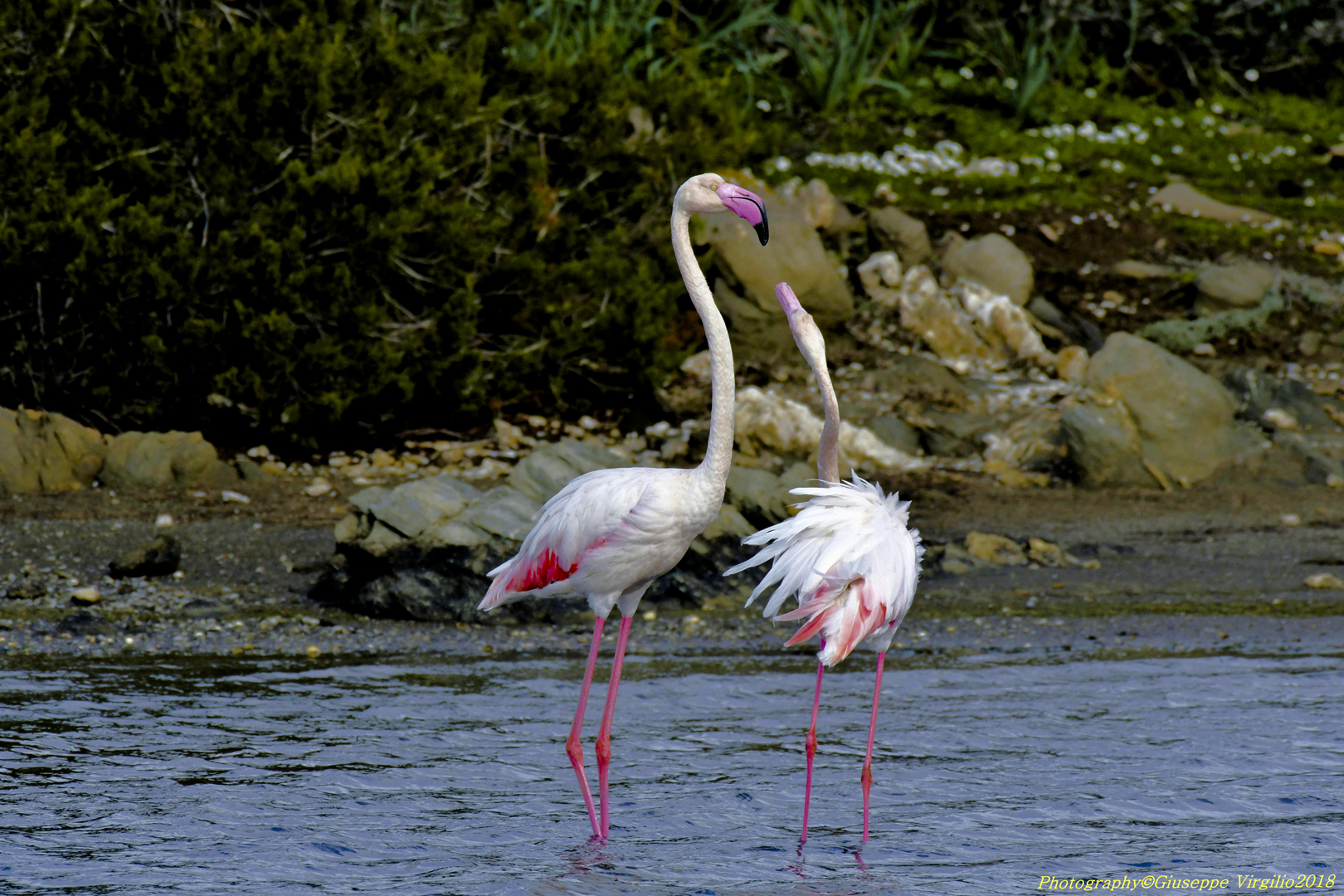 Fenicotteri in atteggiamento amoroso)Nord Sardegna 2018