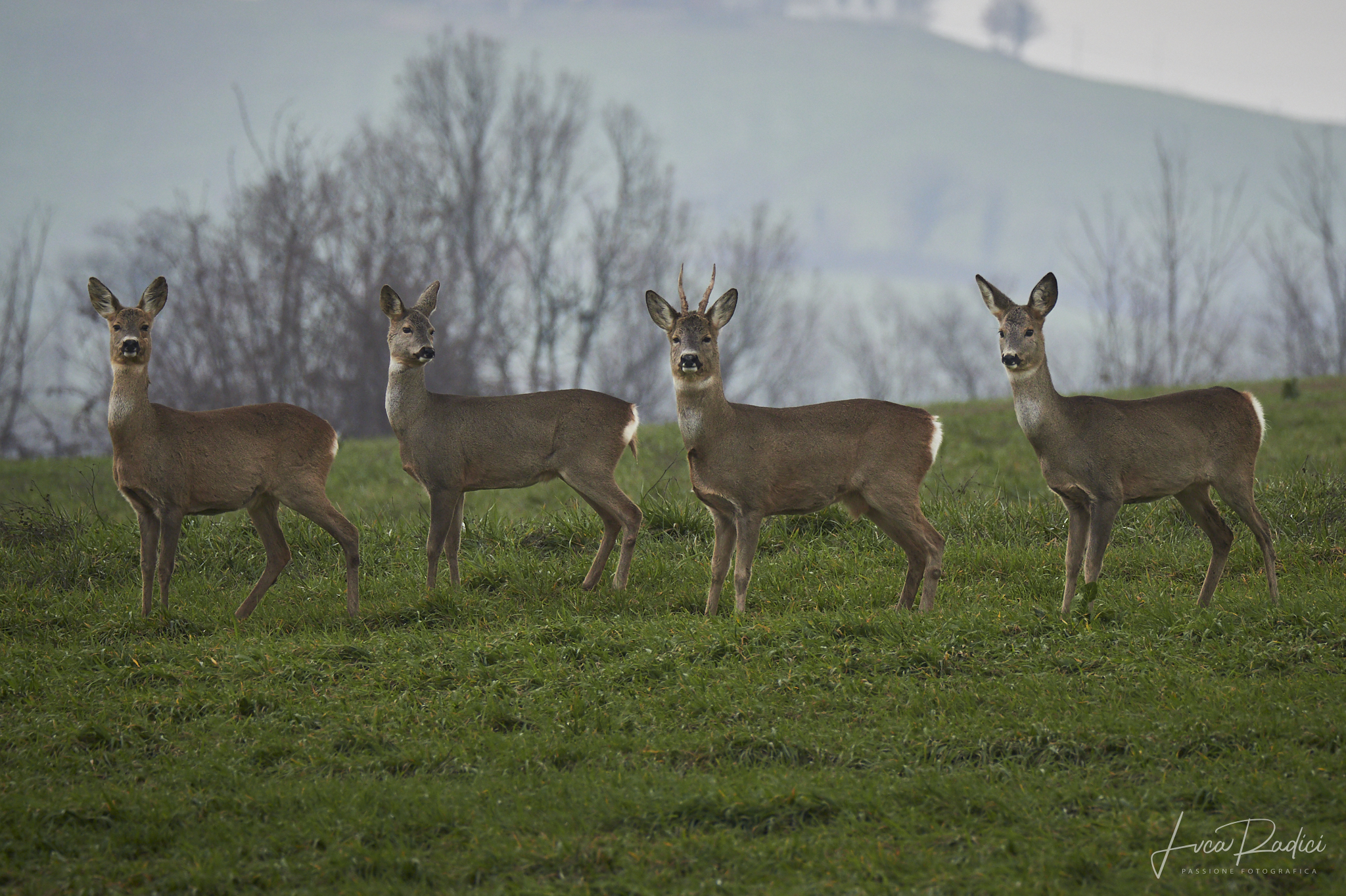 Roe deer posing