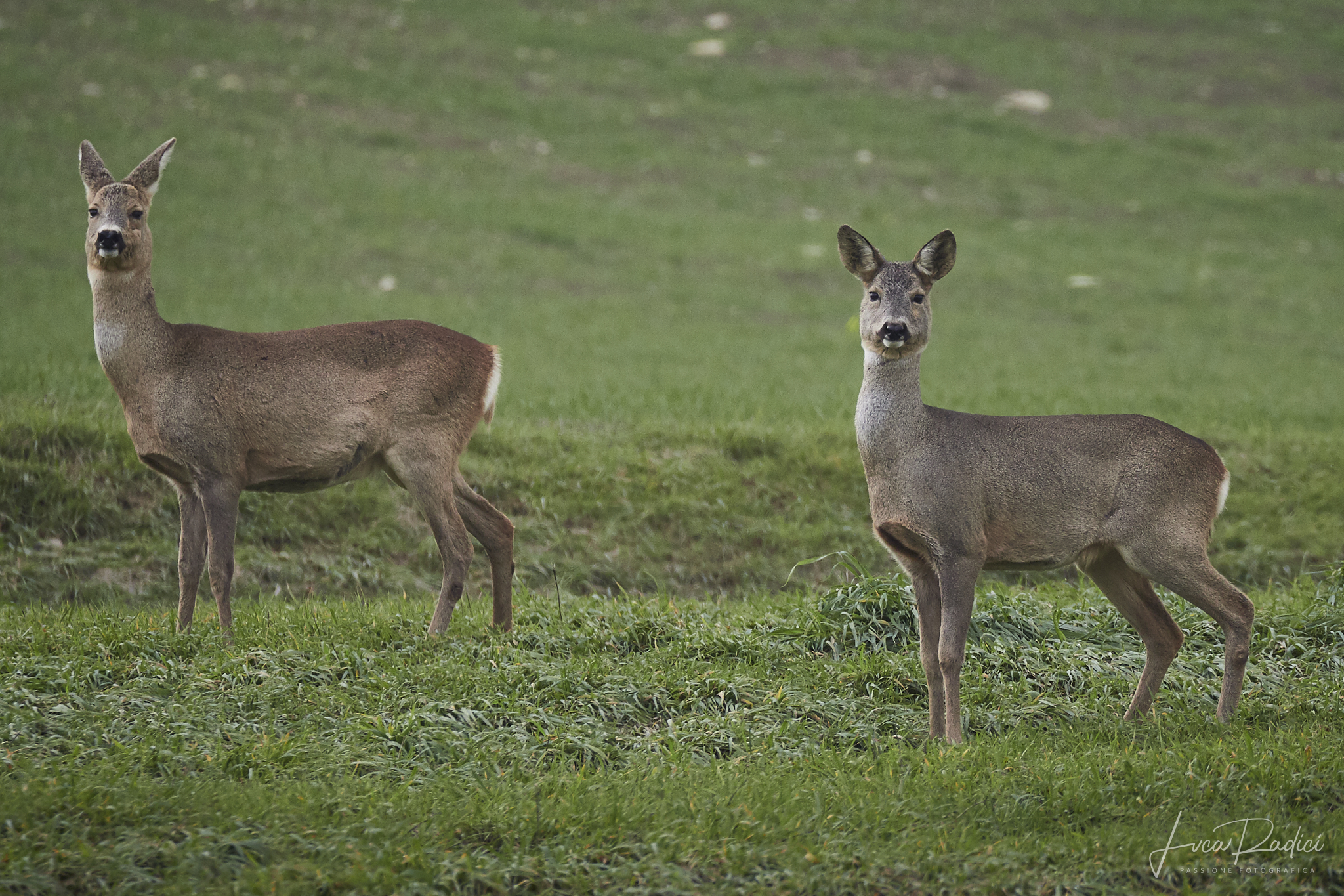 Curious roe deer