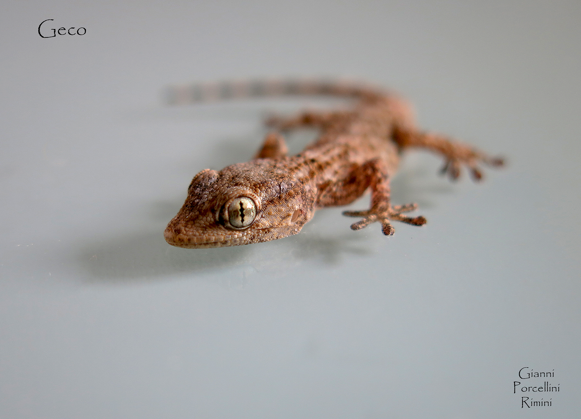 Common Gecko - Mauritanian Tarentola - Guest in my house