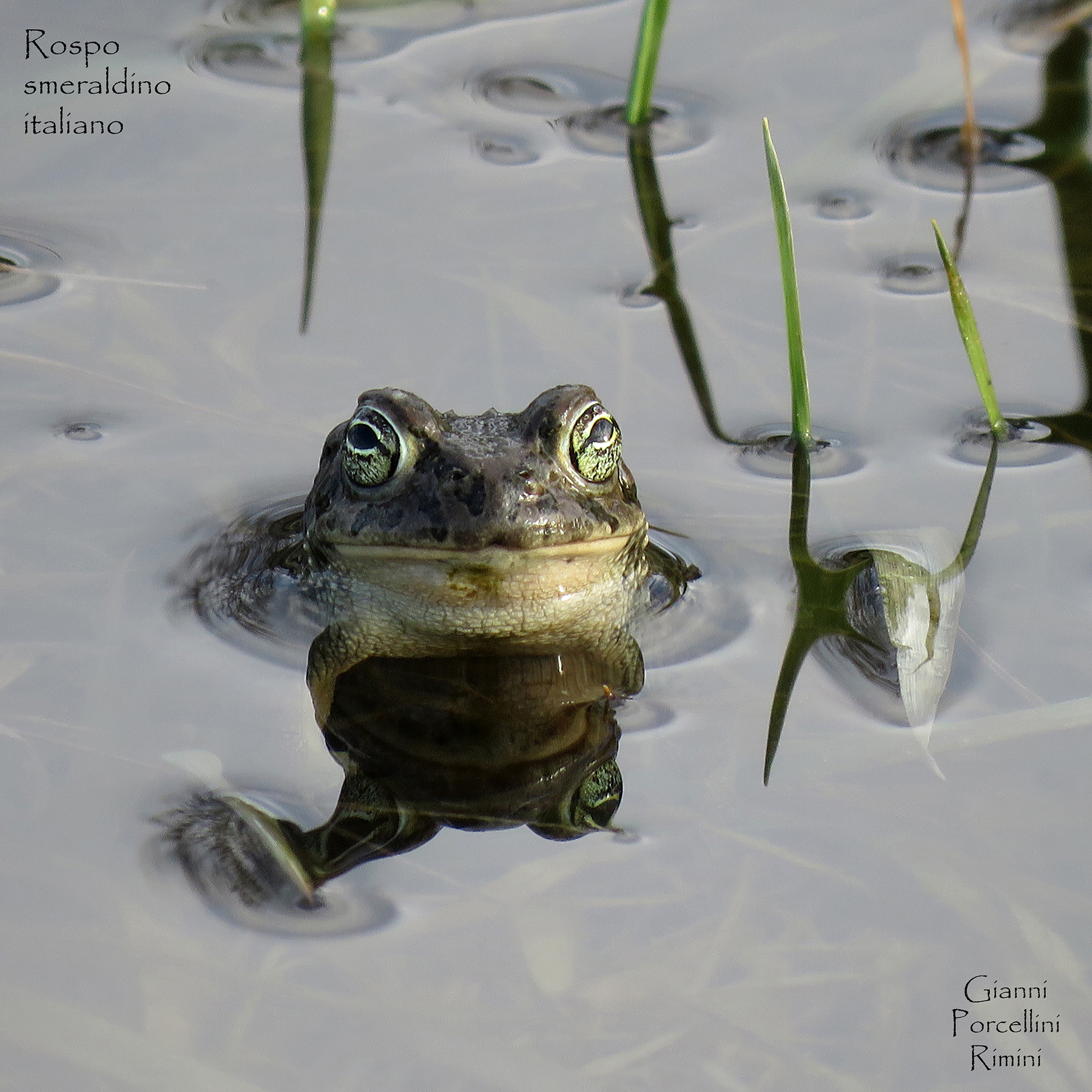 Rospo smeraldino italiano - Bufotes balearica in amore