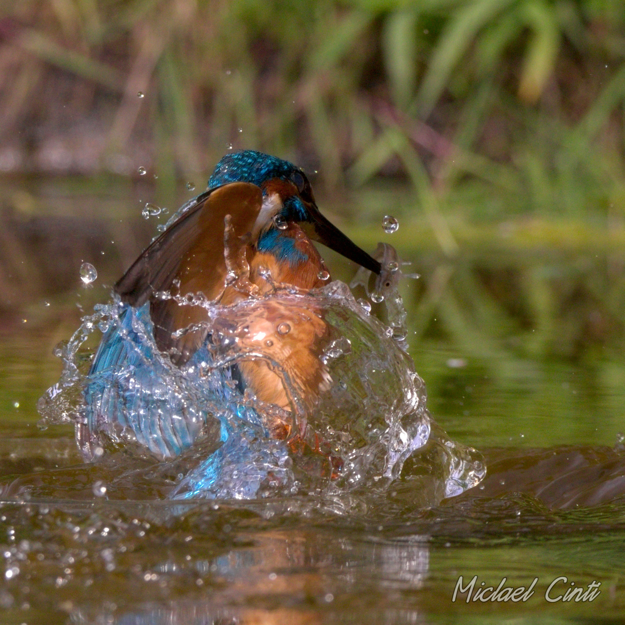la danza del Martin Pescatore